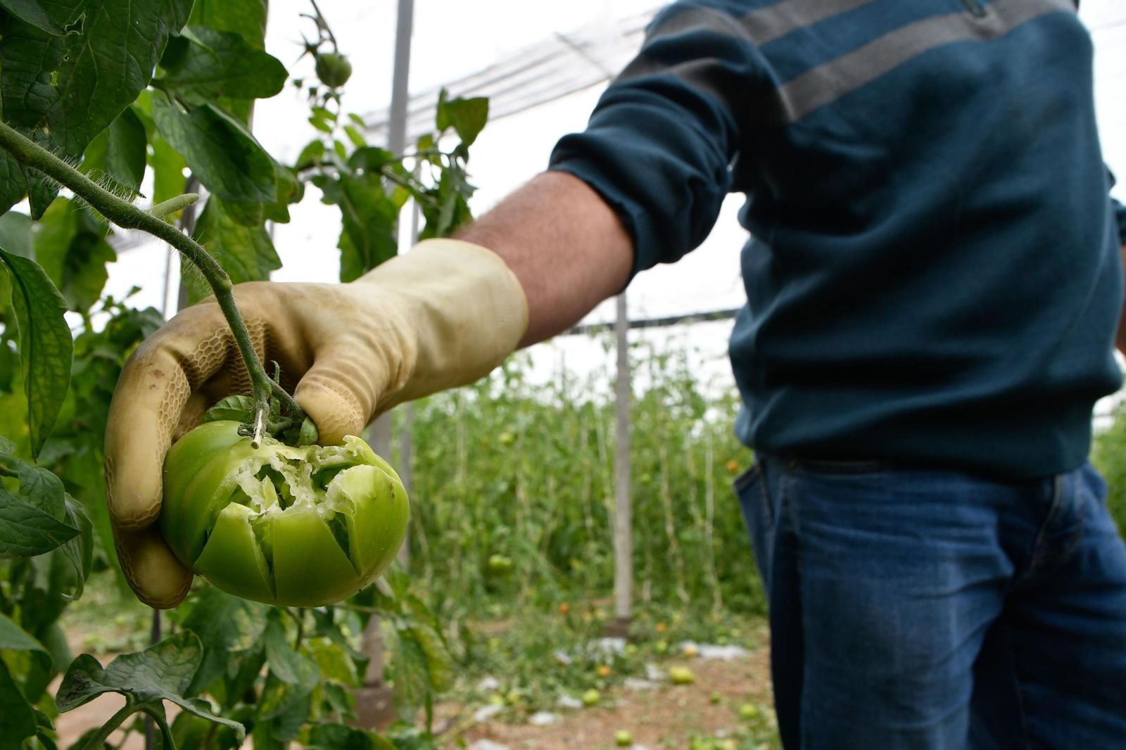 Tomate afectado por la DANA.