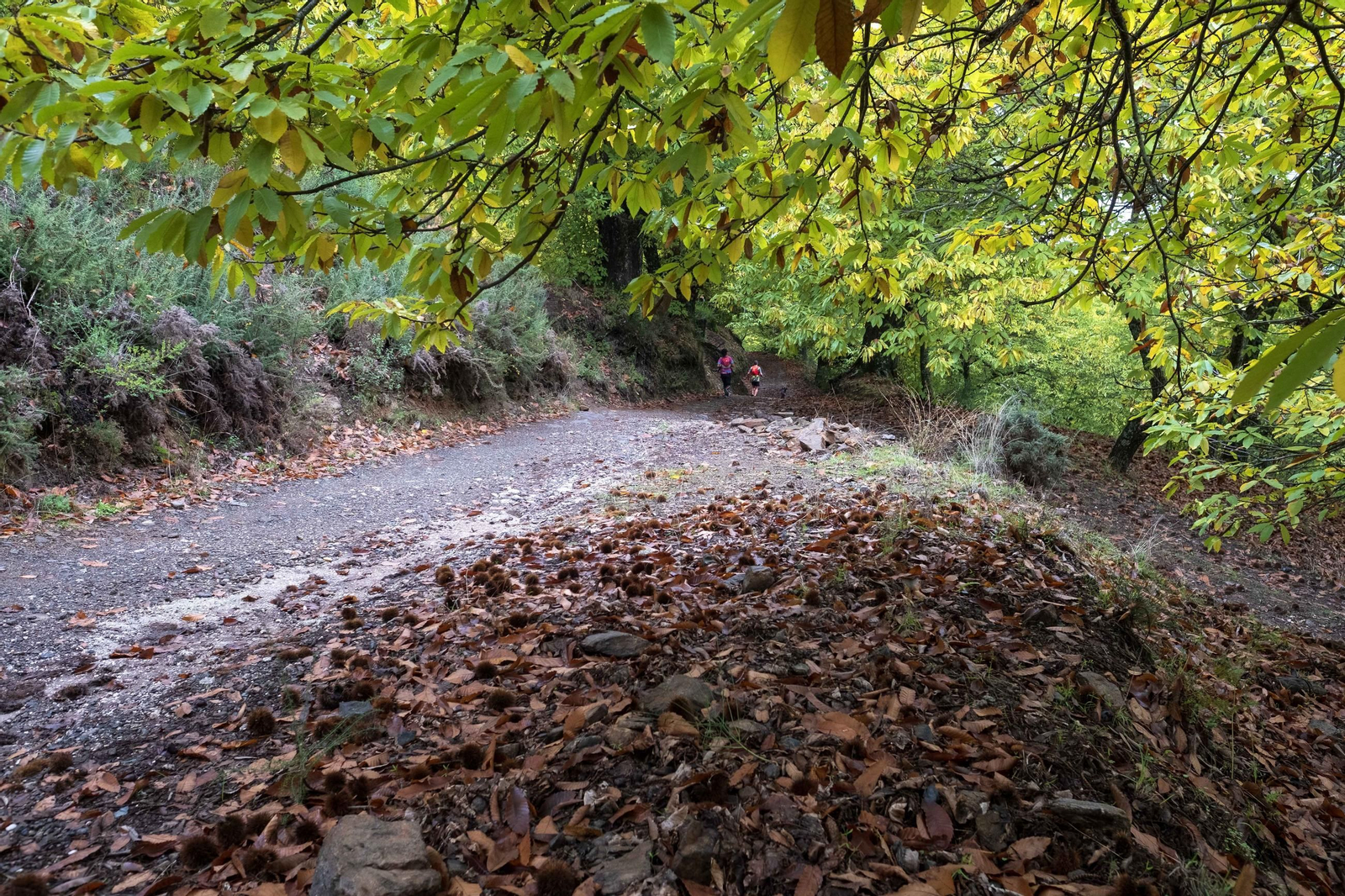 El Bosque de Cobre del Valle del Genal, en fotos