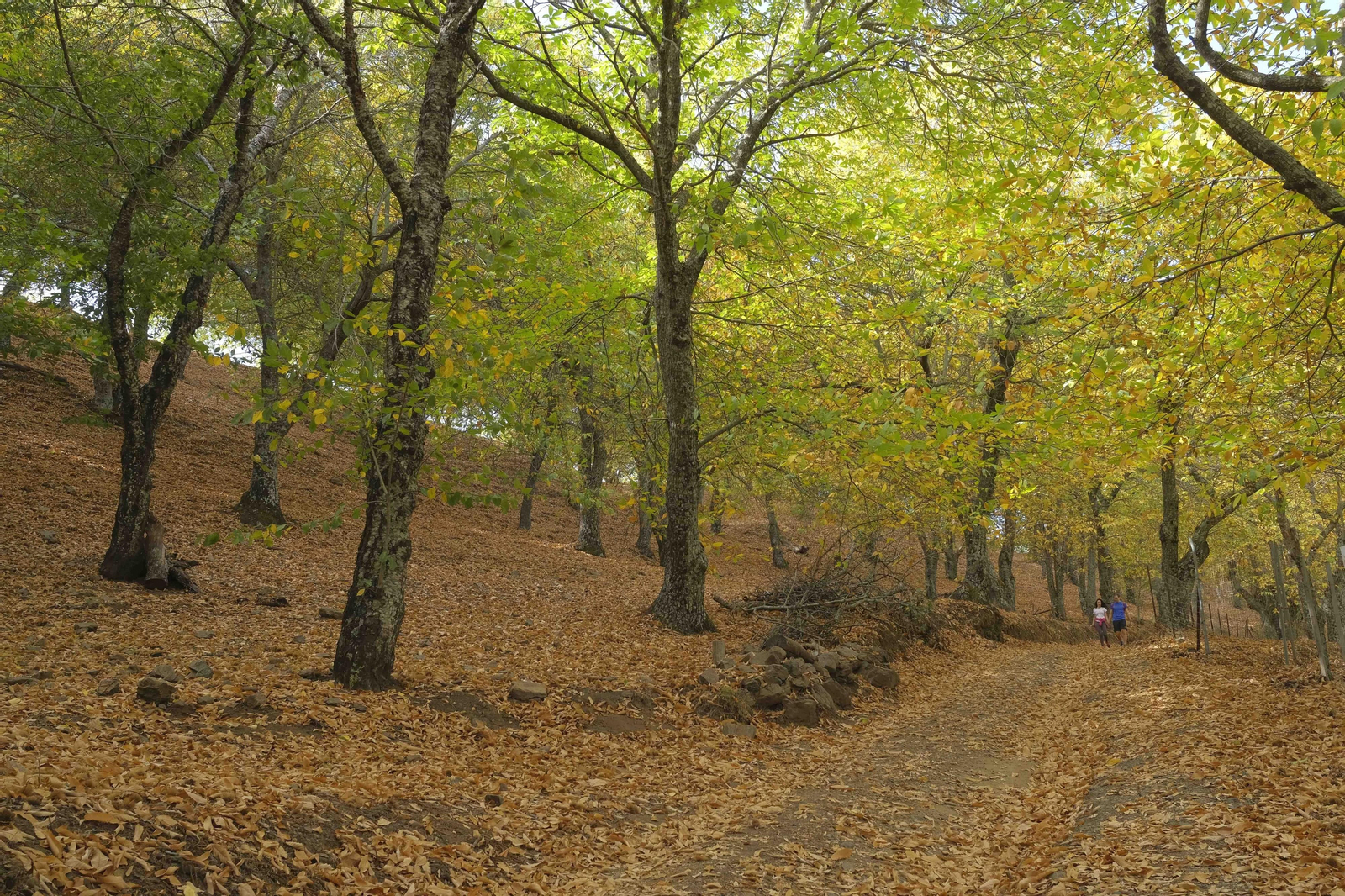 El Bosque de Cobre, en imágenes