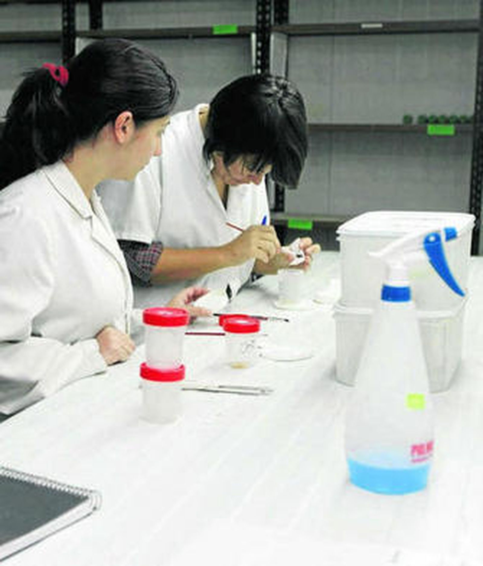 Dos investigadoras, en las instalaciones de Koppert en Almería.