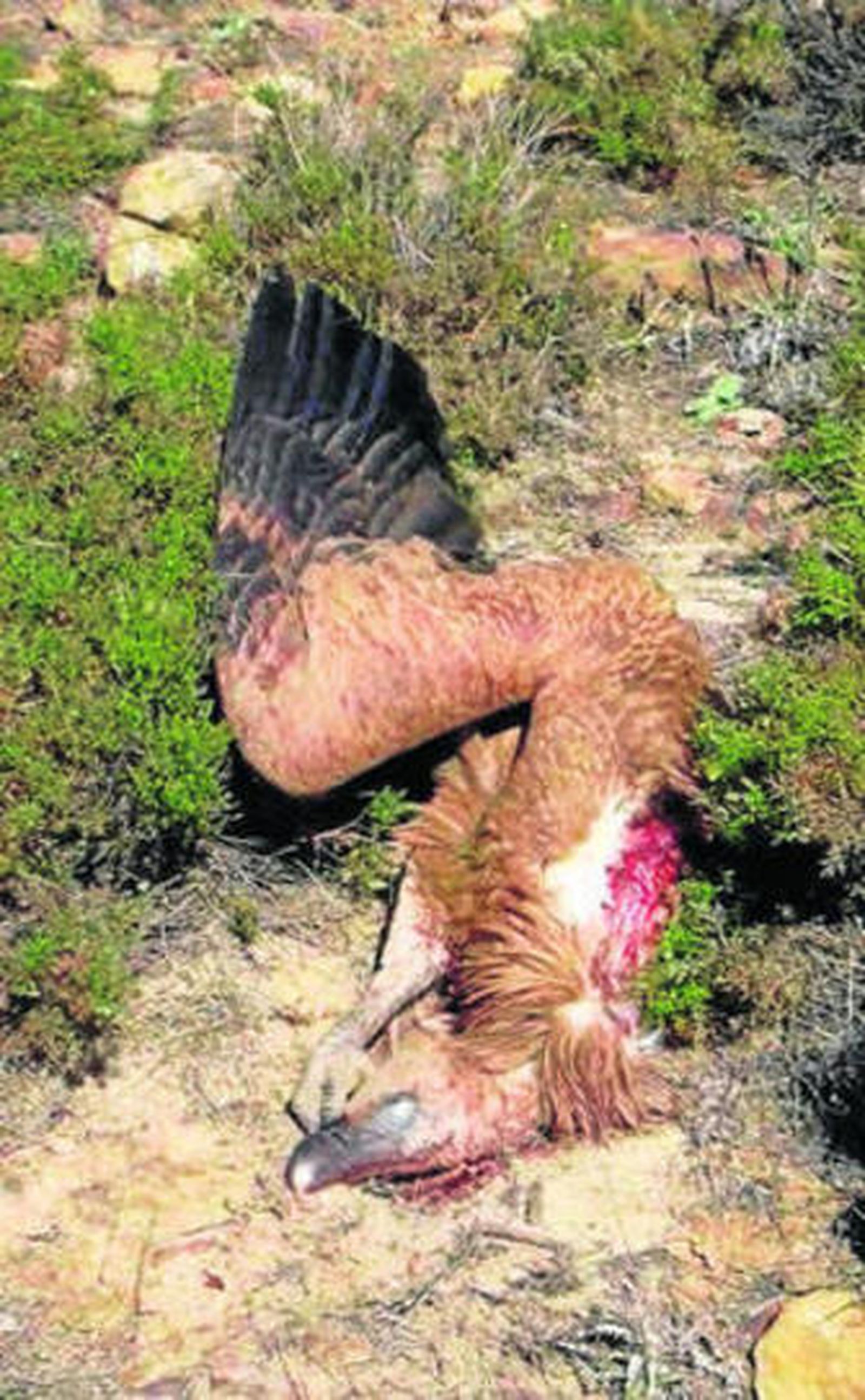 Un buitre muerto por culpa de la mutilación provocada por un aspa.