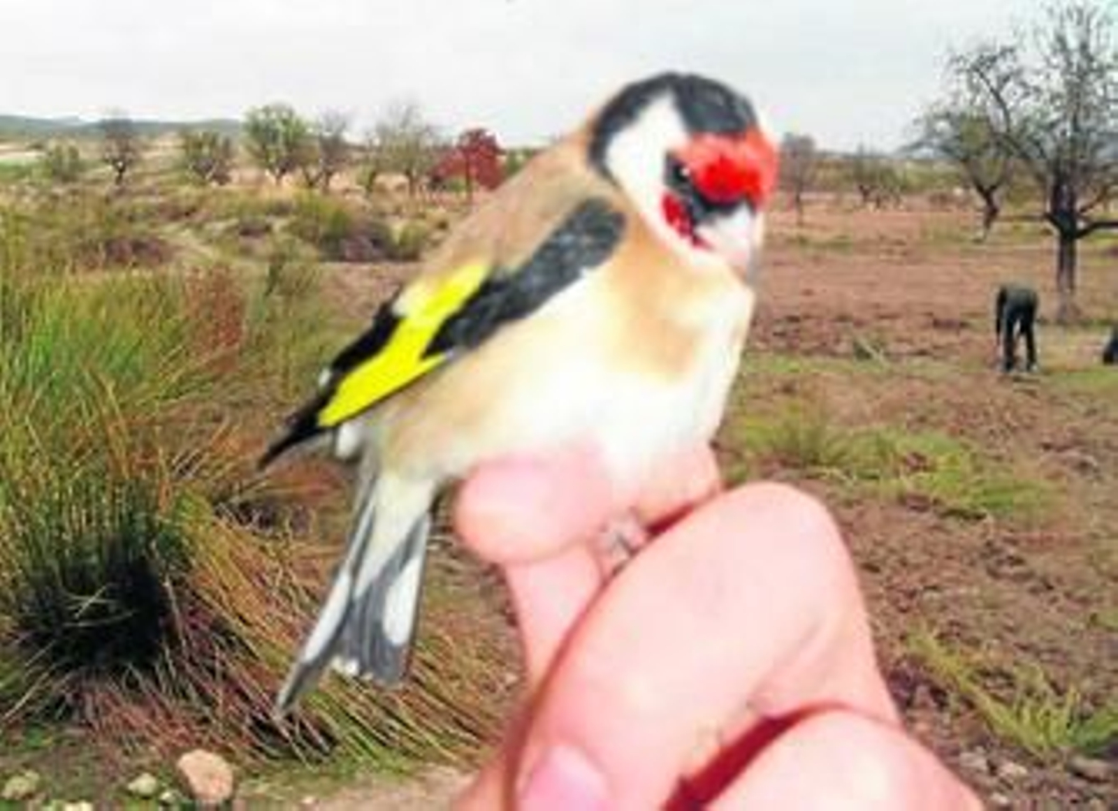 El jilguero no figura en el listado de especies cuya captura en vivo o muerte está autorizada expresamente, pero tampoco la rata o el mosquito.