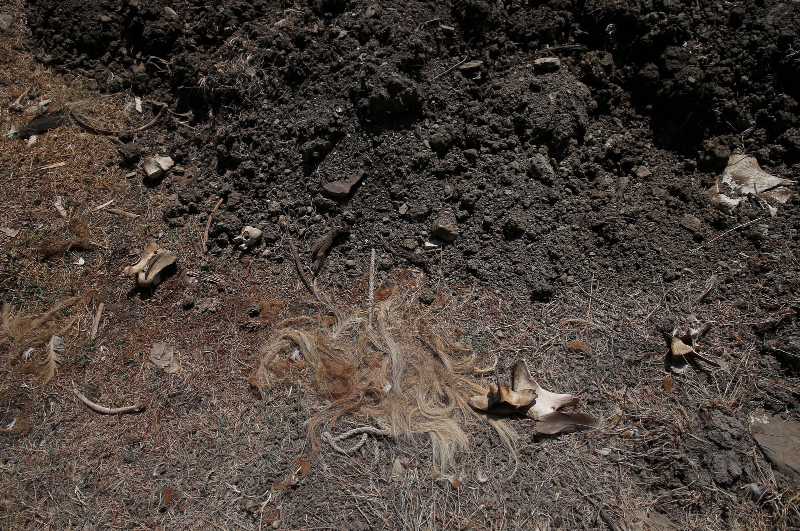El cementerio ilegal de caballos de Algeciras, en imágenes