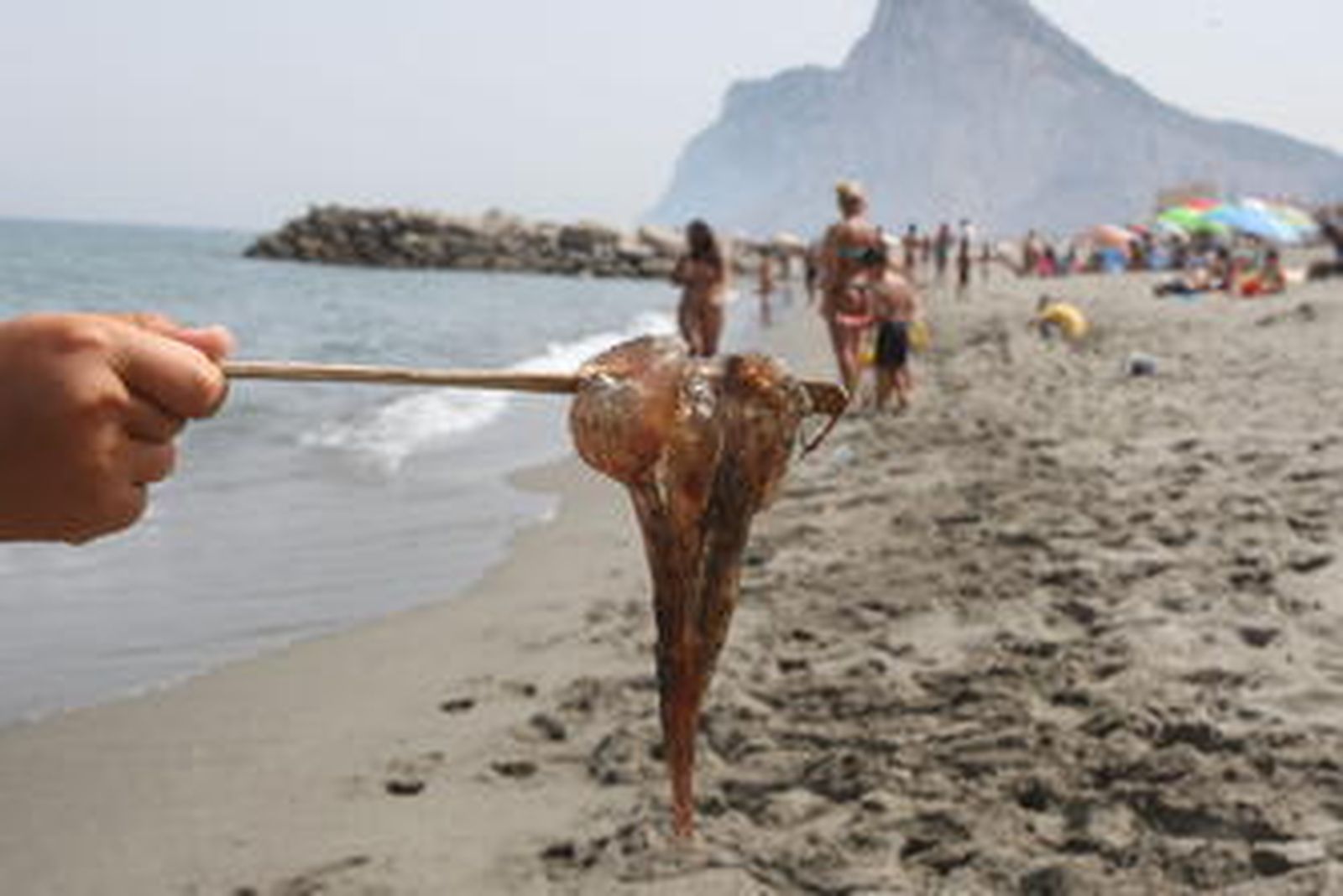 Un hombre muestra al fotógrafo de Europa Sur una medusa recién capturada este verano. /Paco Guerrero
