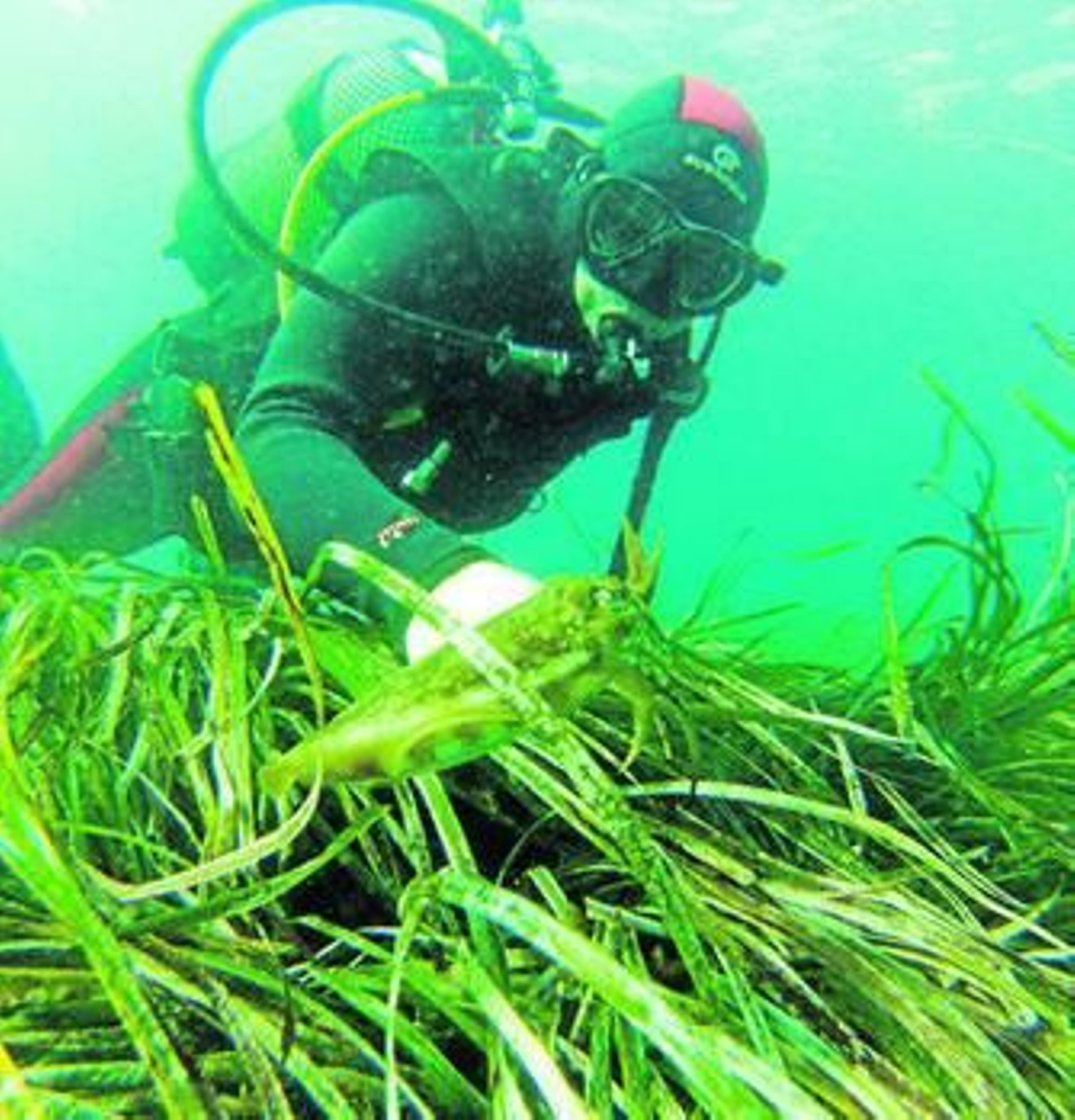 1. Una persona practica buceo. 2. Un hombre realiza esquí acuático.3. Un deportista en kayak. 4. Dos hombres hacen 'paddle surf' en un lago.