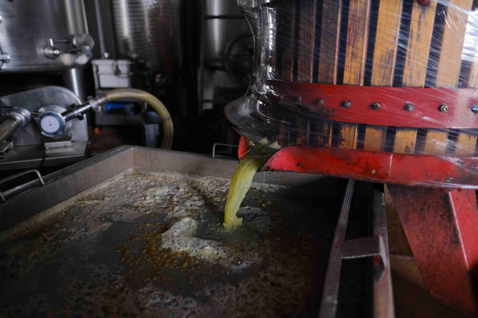 Vendimia en la Serranía de Ronda