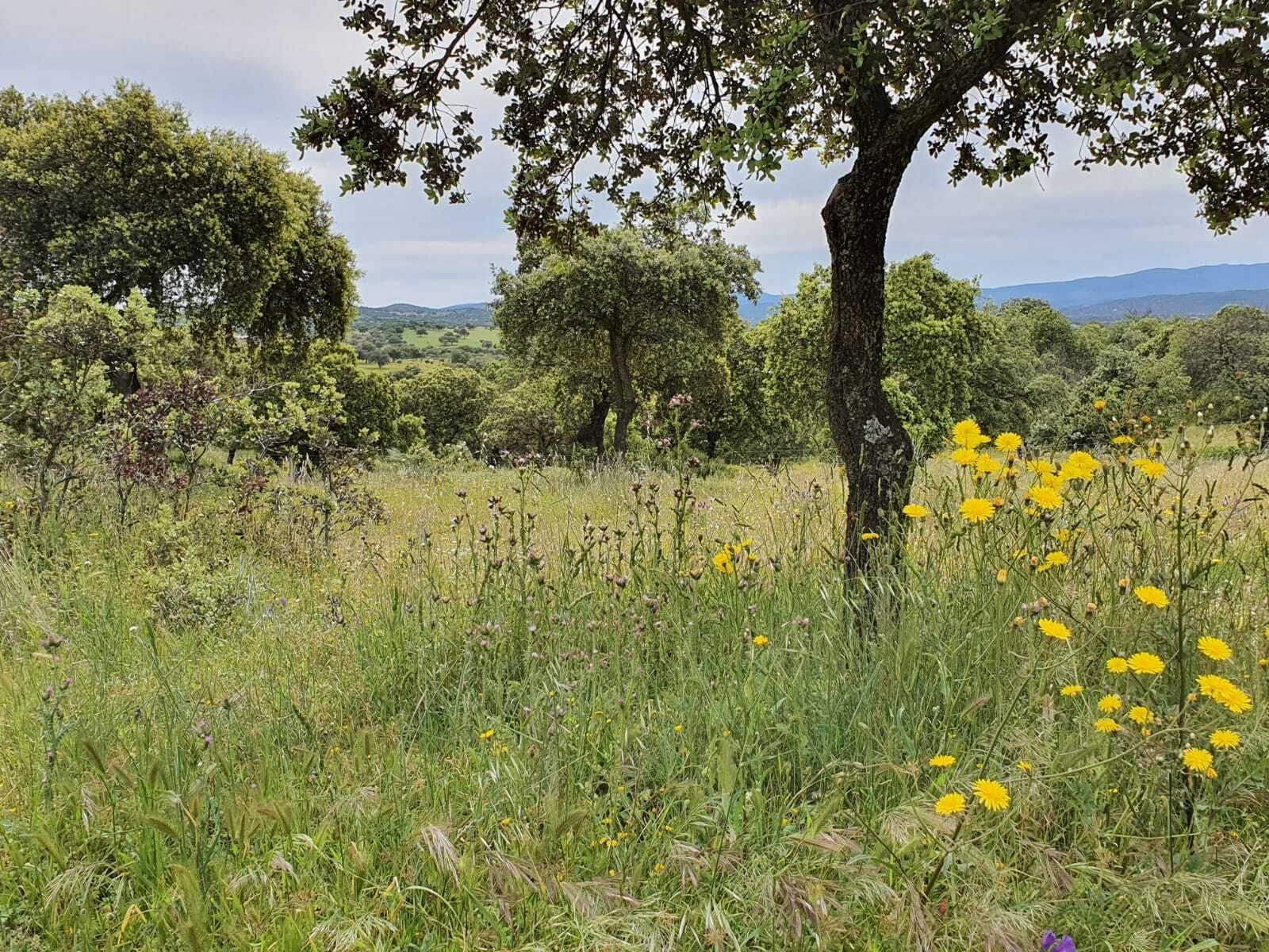 Las fotografías de la primavera en Los Pedroches