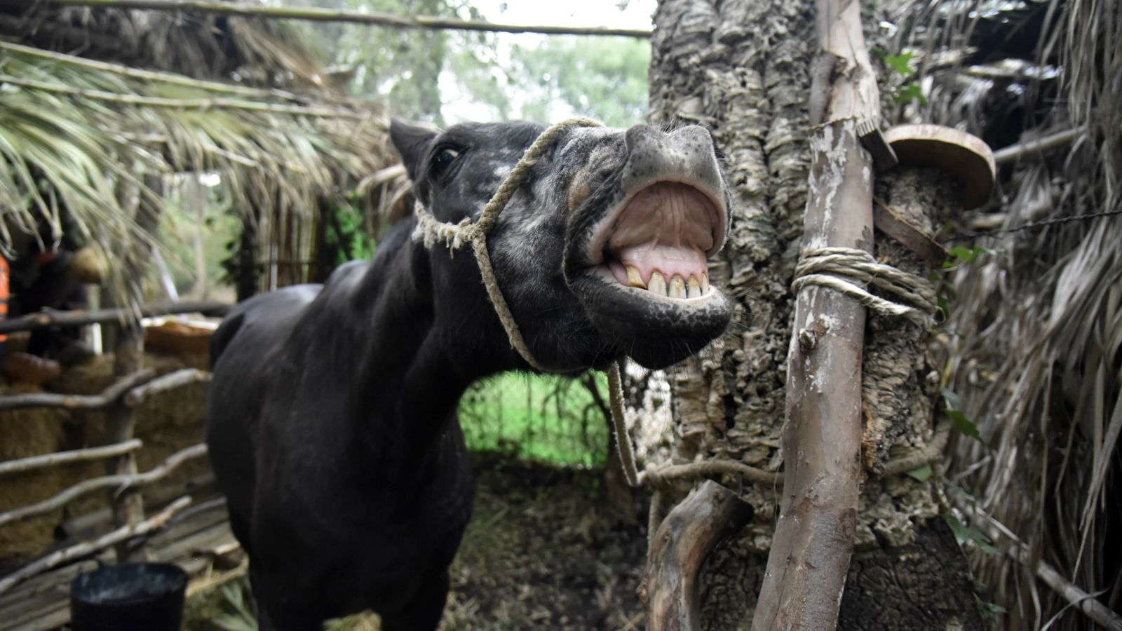 Las mejores fotos del Belén Viviente de Pelayo