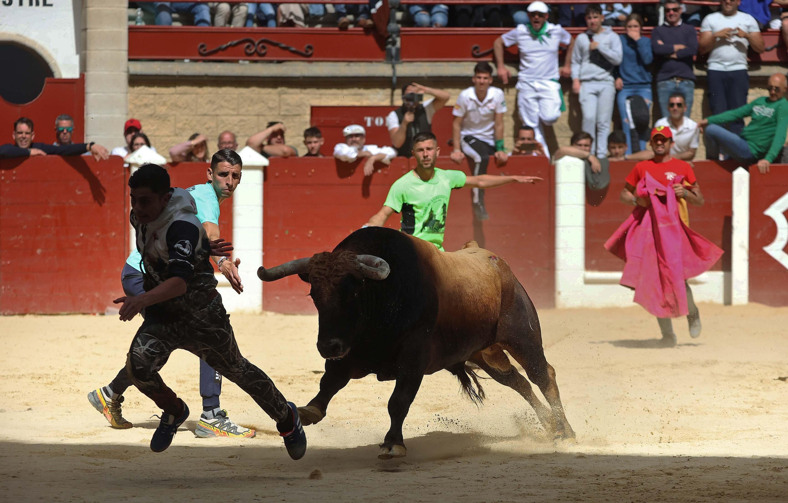 Las mejores fotos del Toro Embolao de Los Barrios 2024