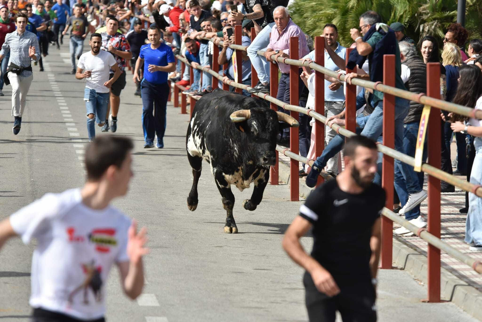 El toro de la víspera, por las calles de Los Barrios.