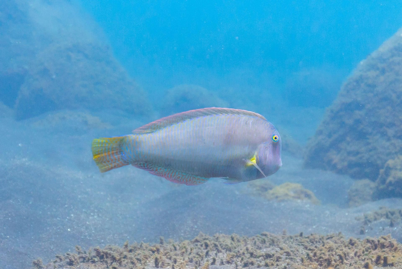 Pez galán, pez navaja o pez peine son algunas denominaciones de esta especie.