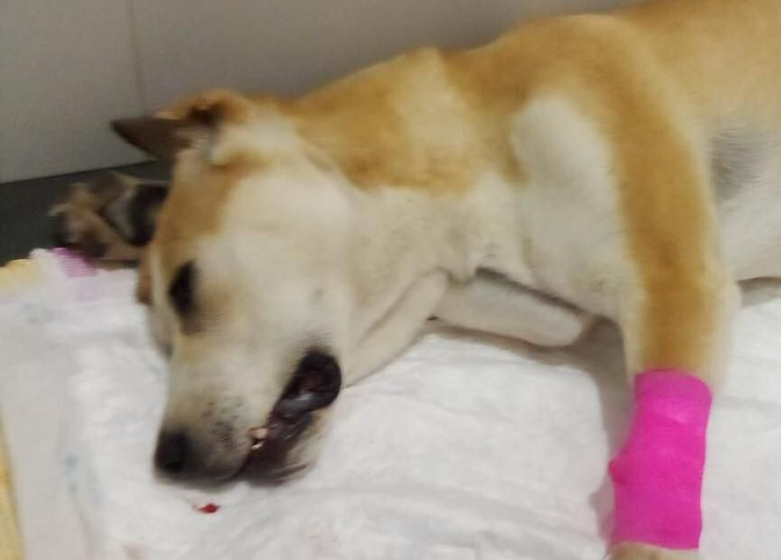 El animal que fue arrojado por la ventana.