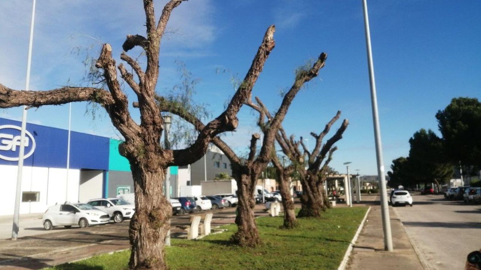 Podas abusivas de arbolado en el polígono Las Salinas.