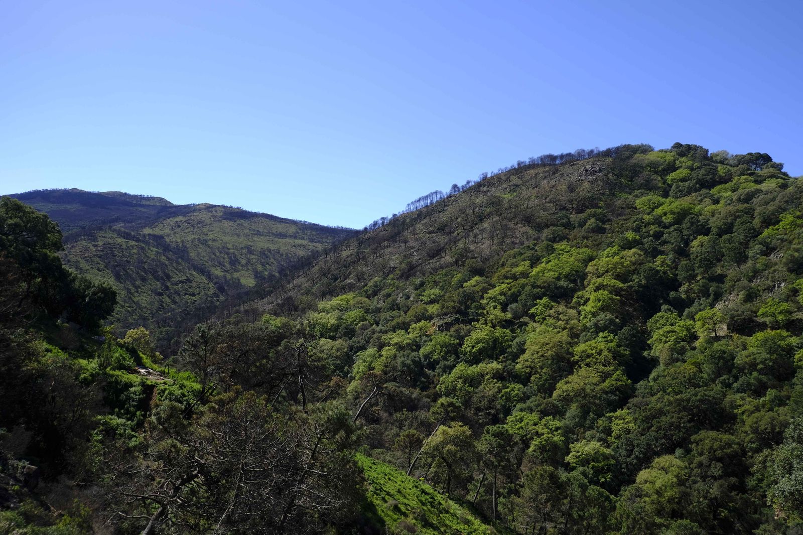 Así se recupera Sierra Bermeja tras el incendio (fotos)