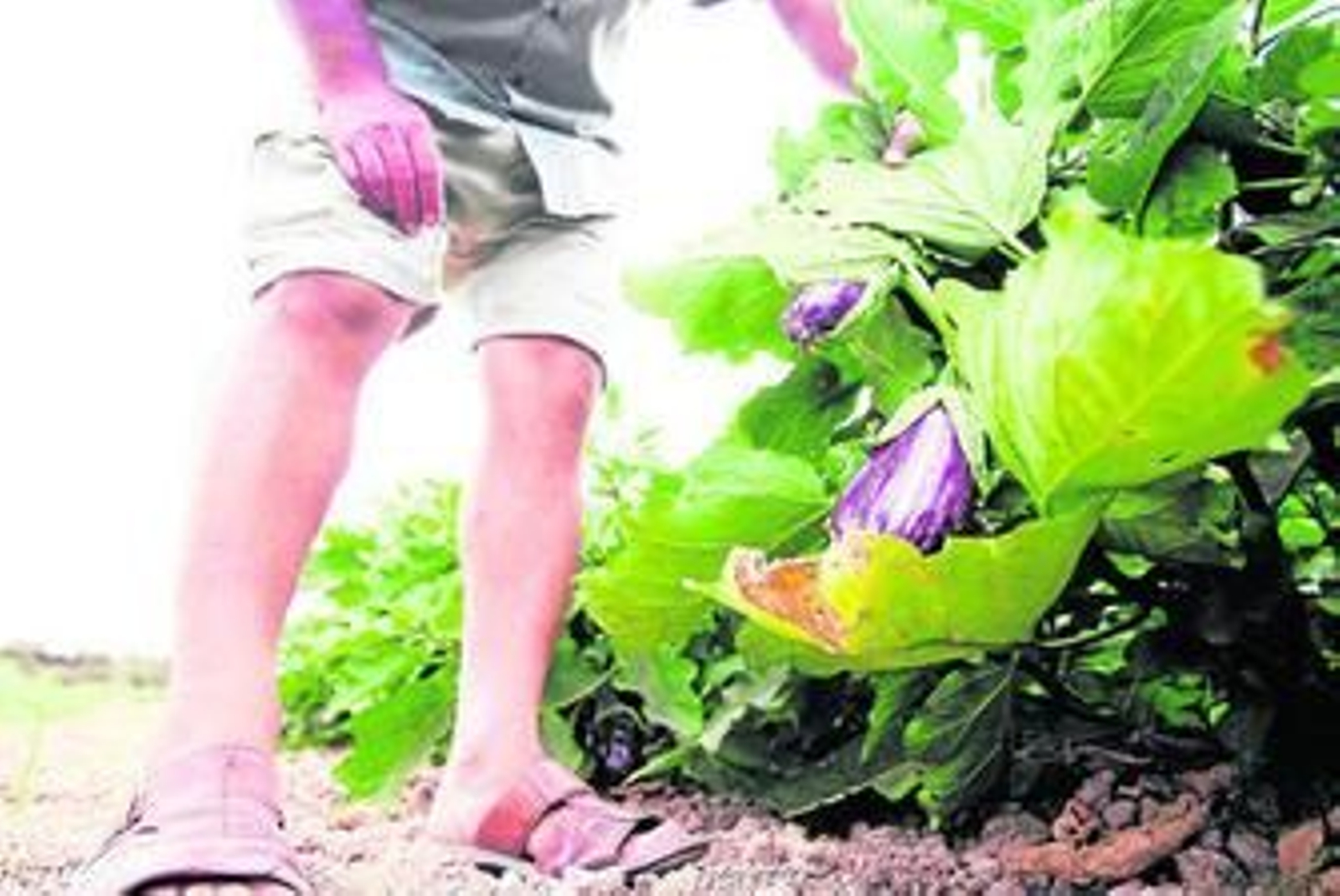 Los caracoles perforan las hojas y tallos de las plantas.