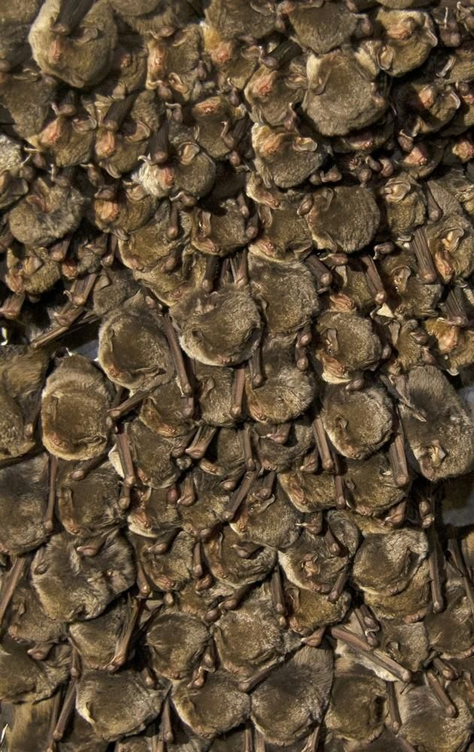 Expertos de Gibraltar y Marruecos colaboran en un estudio sobre las migraciones de murciélagos.