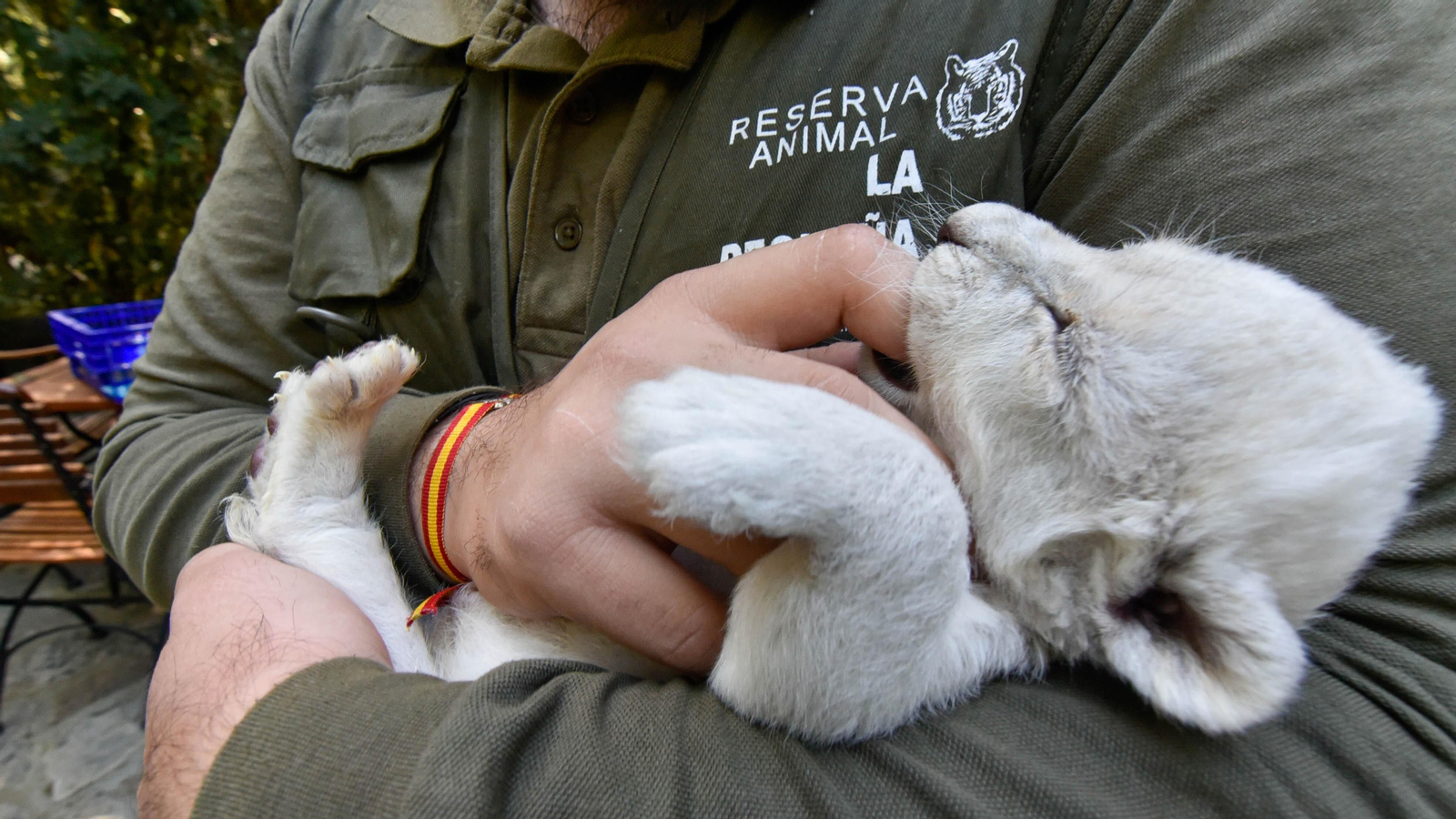Las fotos de los chachorros de leones blancos de Jimena