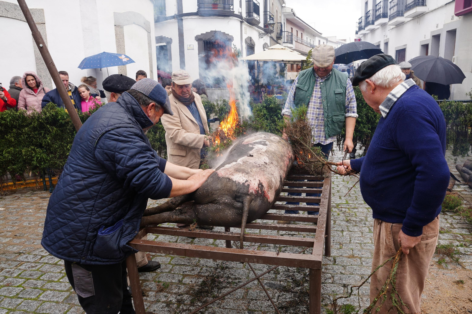 La Fiesta de la Matanza de Alcaracejos, en imágenes