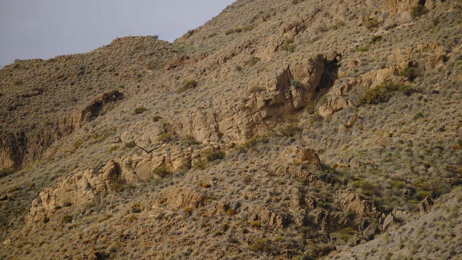 Suelta de un águila imperial, en imágenes