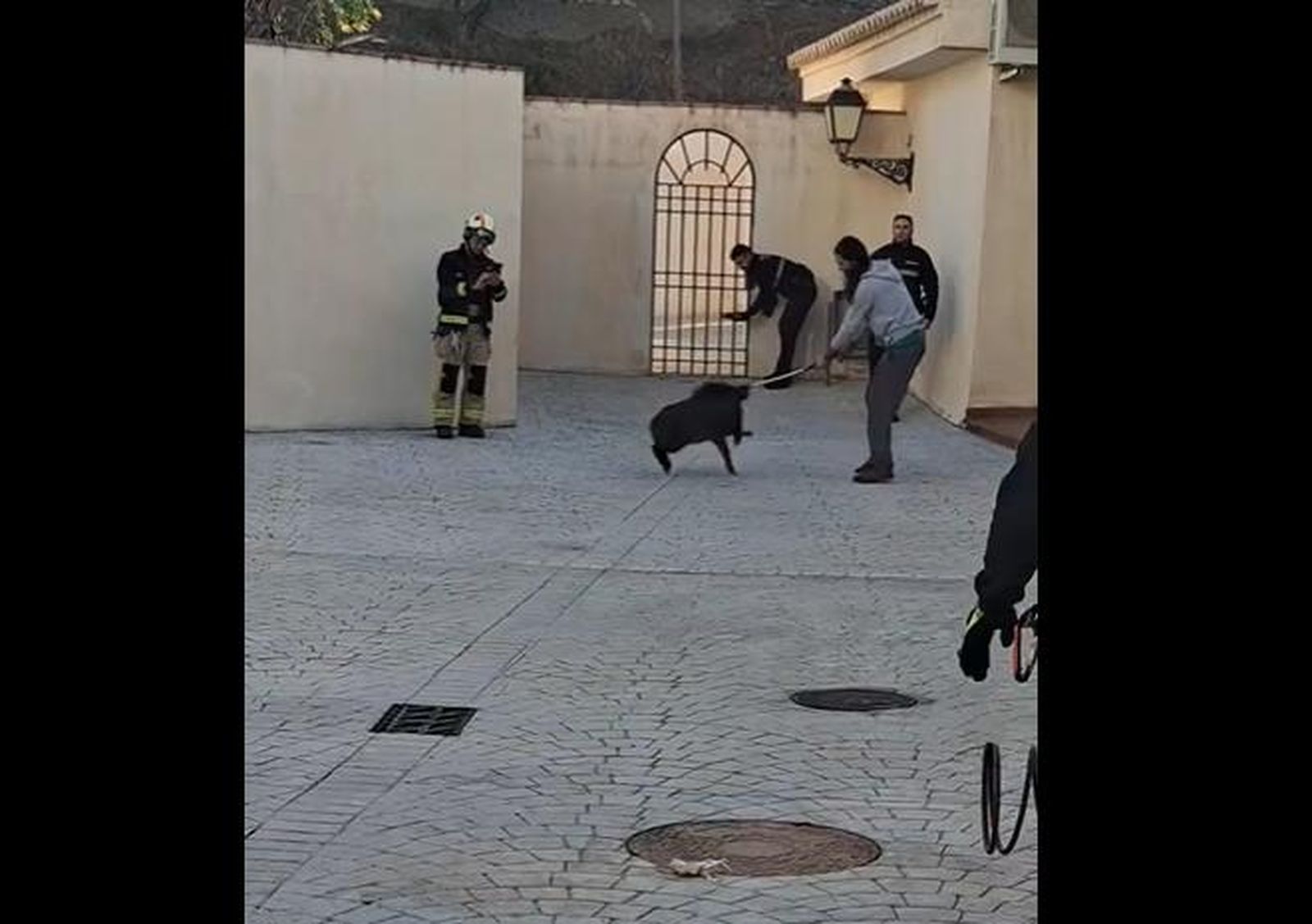 Rescatan a un jabalí que quedó atrapado entre las barras de acero de una urbanización de Salobreña