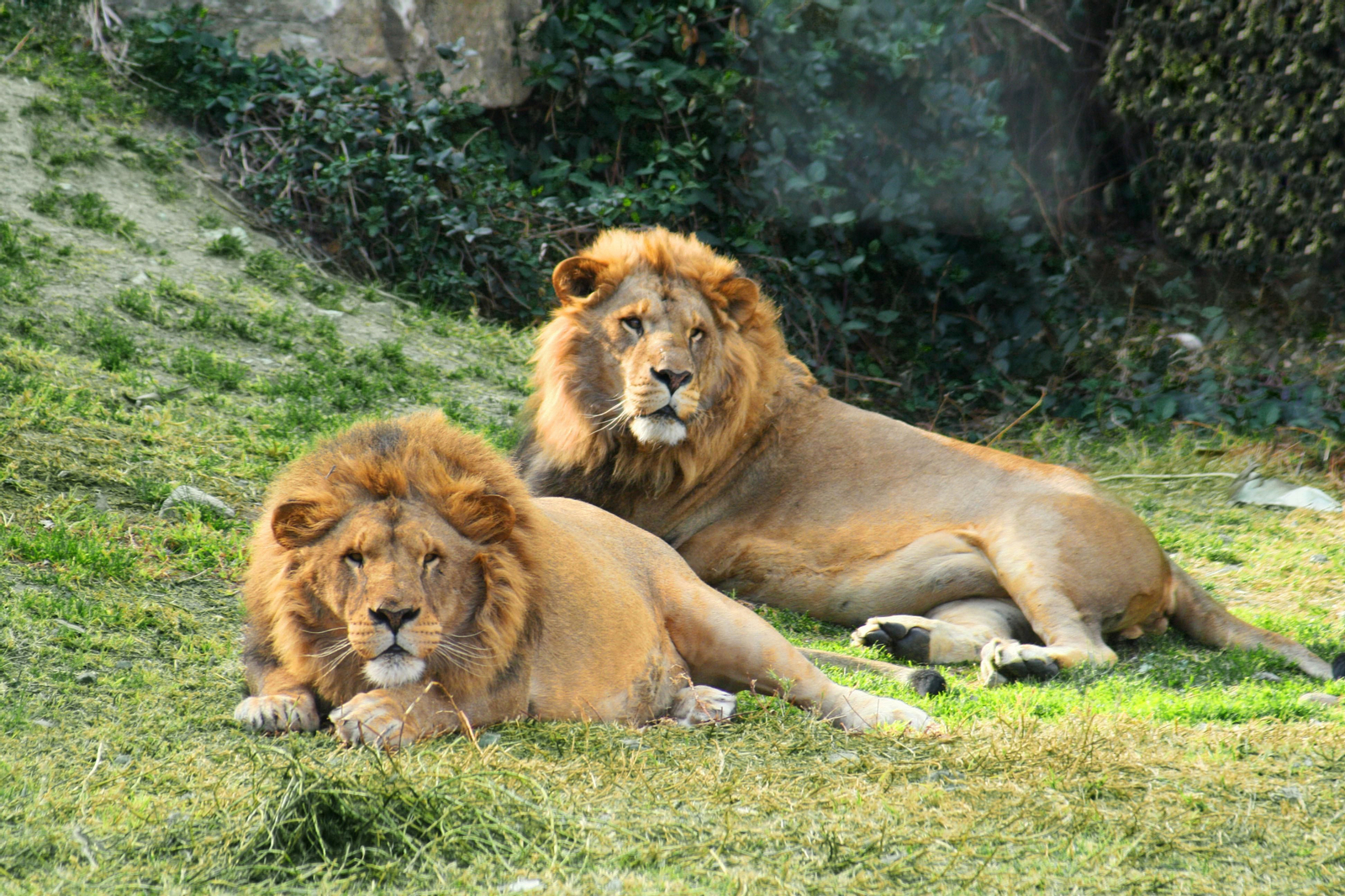 Un cumpleaños entre leones, ¿hay algo más especial?