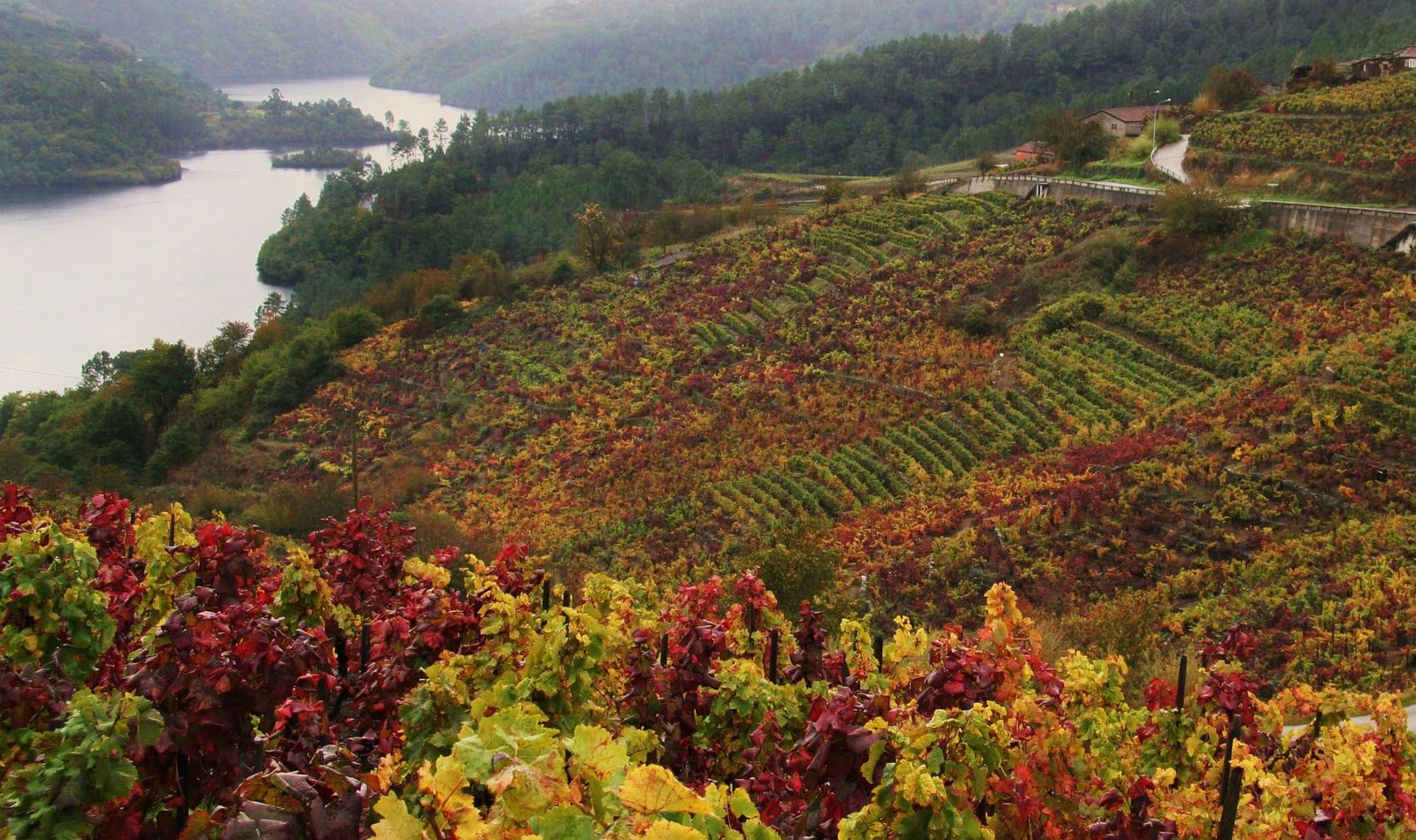 La Ribeira Sacra, viñedos y monasterios.