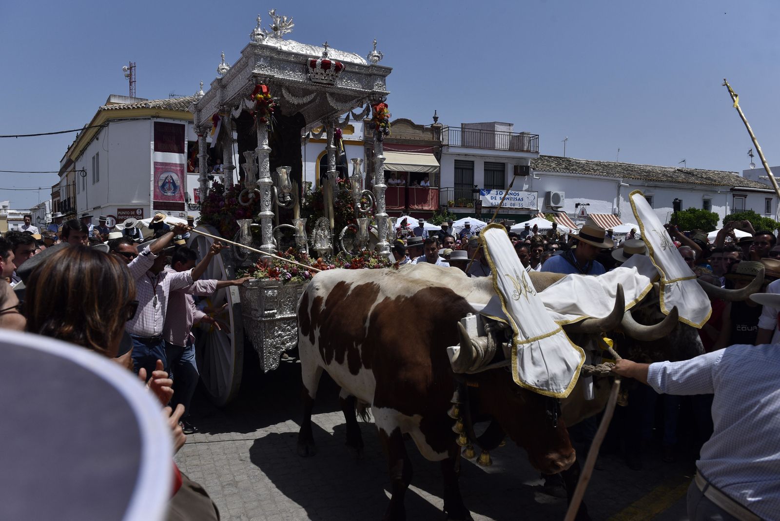 Los bueyes de la carreta de Coria suben los siete peldaños que conducen a la parroquia manriqueña. Allí los espera la más antigua de las hermandades.