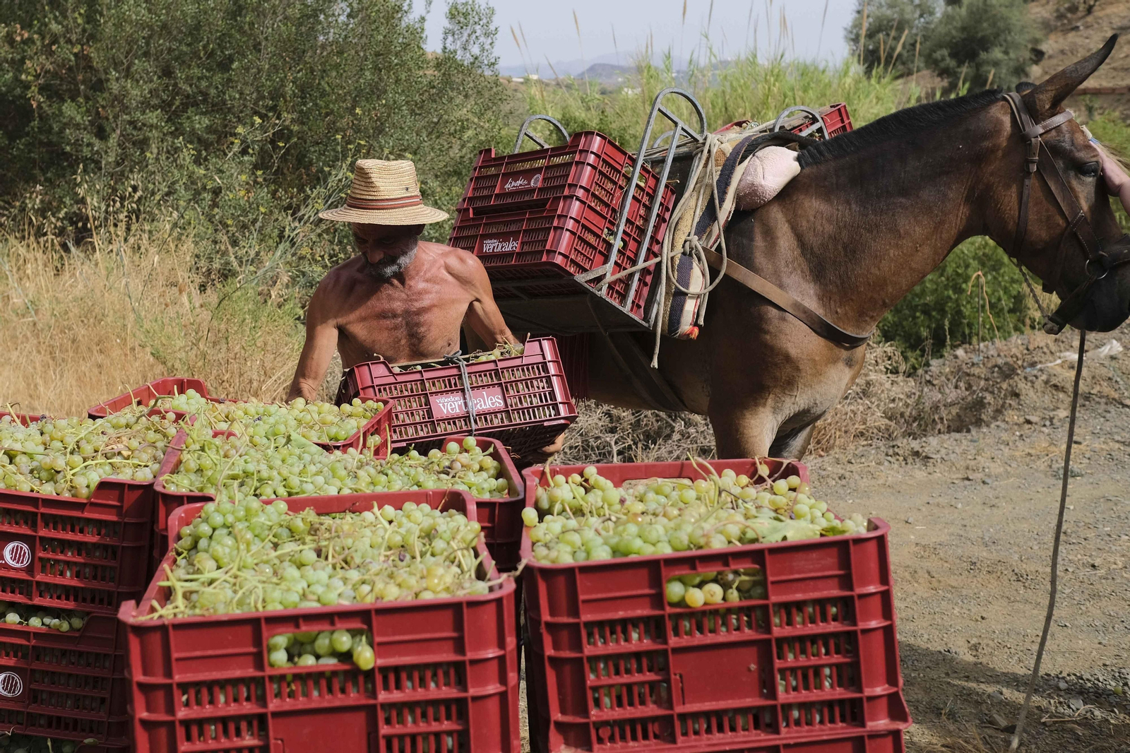 La vendimia de la Axarquía, en fotos