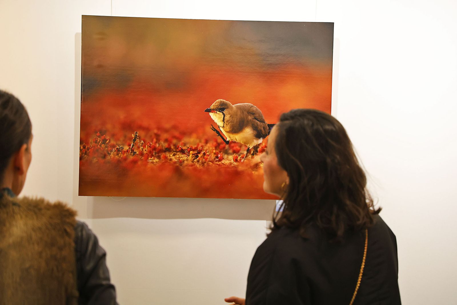 Exposición del Concurso de Fotografía 'Alas del Odiel'