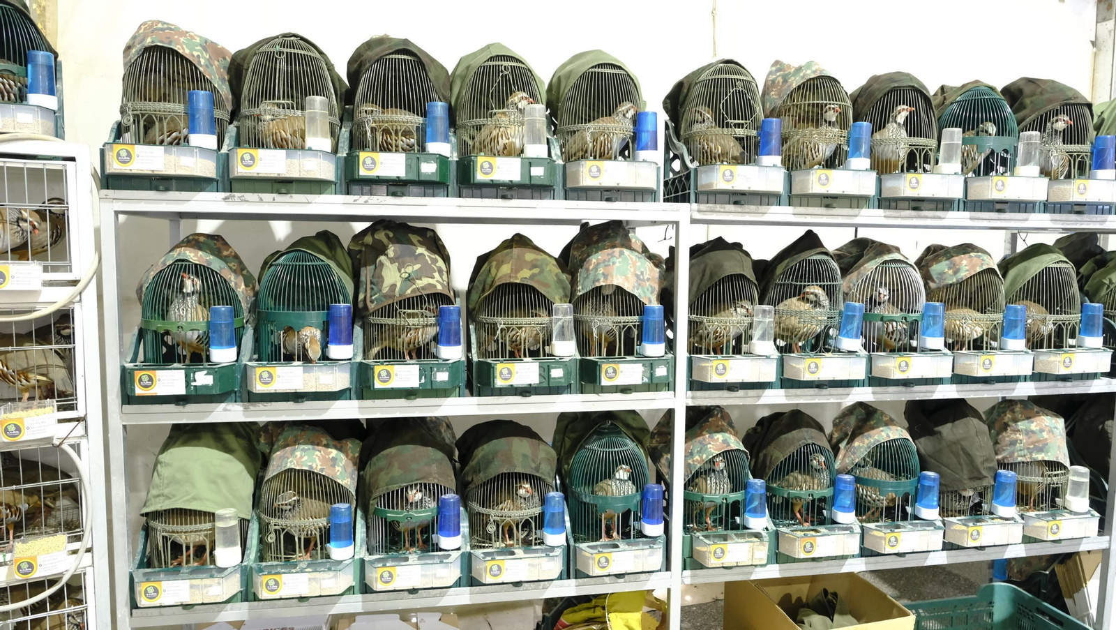 Las fotos de la Feria del Ganado y del Pájaro Perdiz en Albox