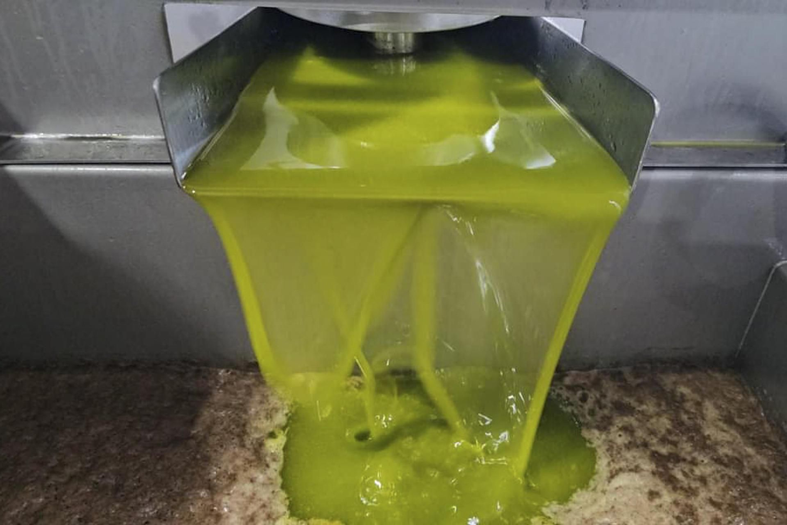 Aceite temprano, la segunda cosecha del olivar jiennense.