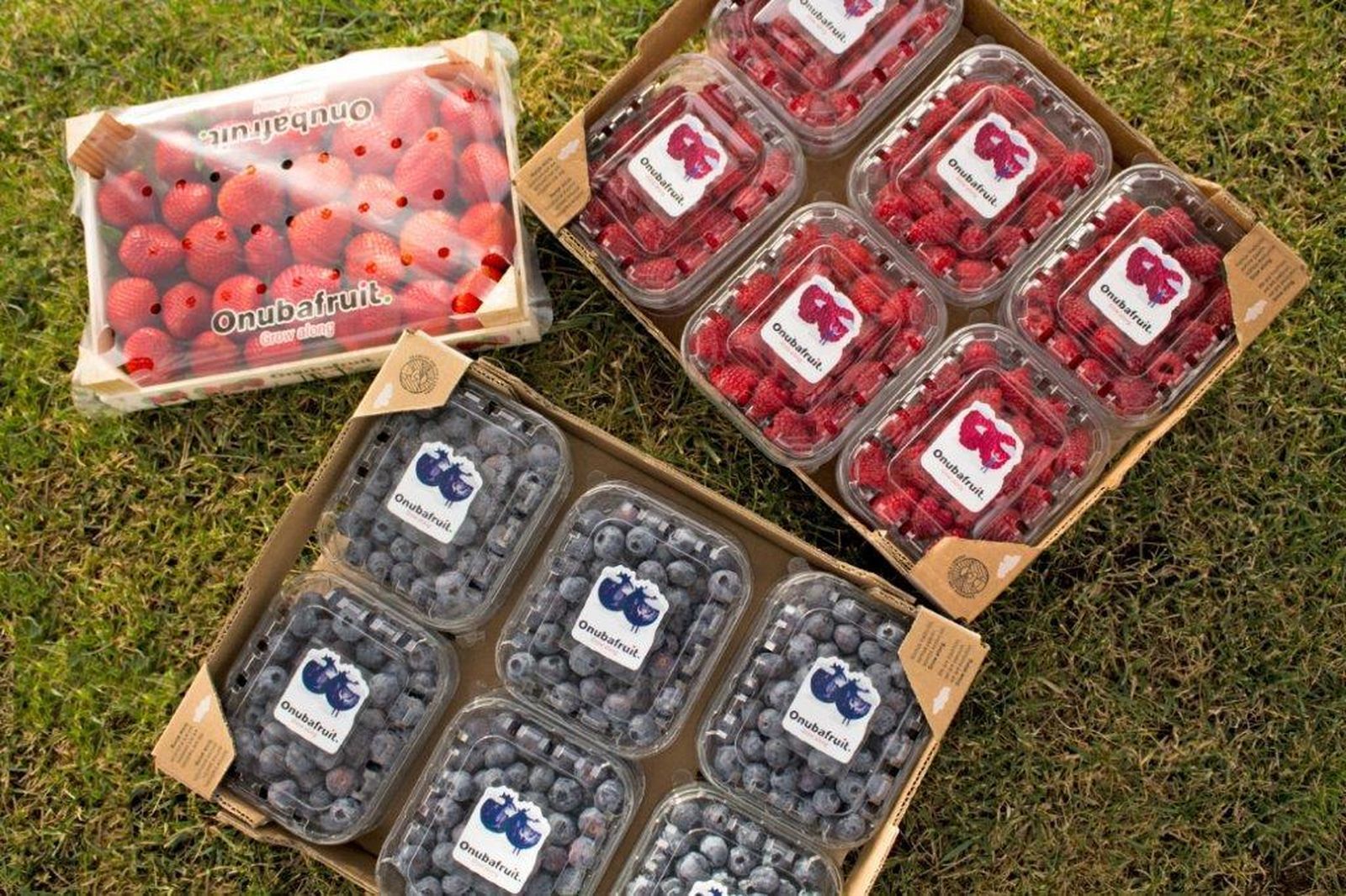 La cooperativa de segundo grado referente en el sector de los frutos rojos en Europa pone en el mercado seis nuevas variedades de arándano.