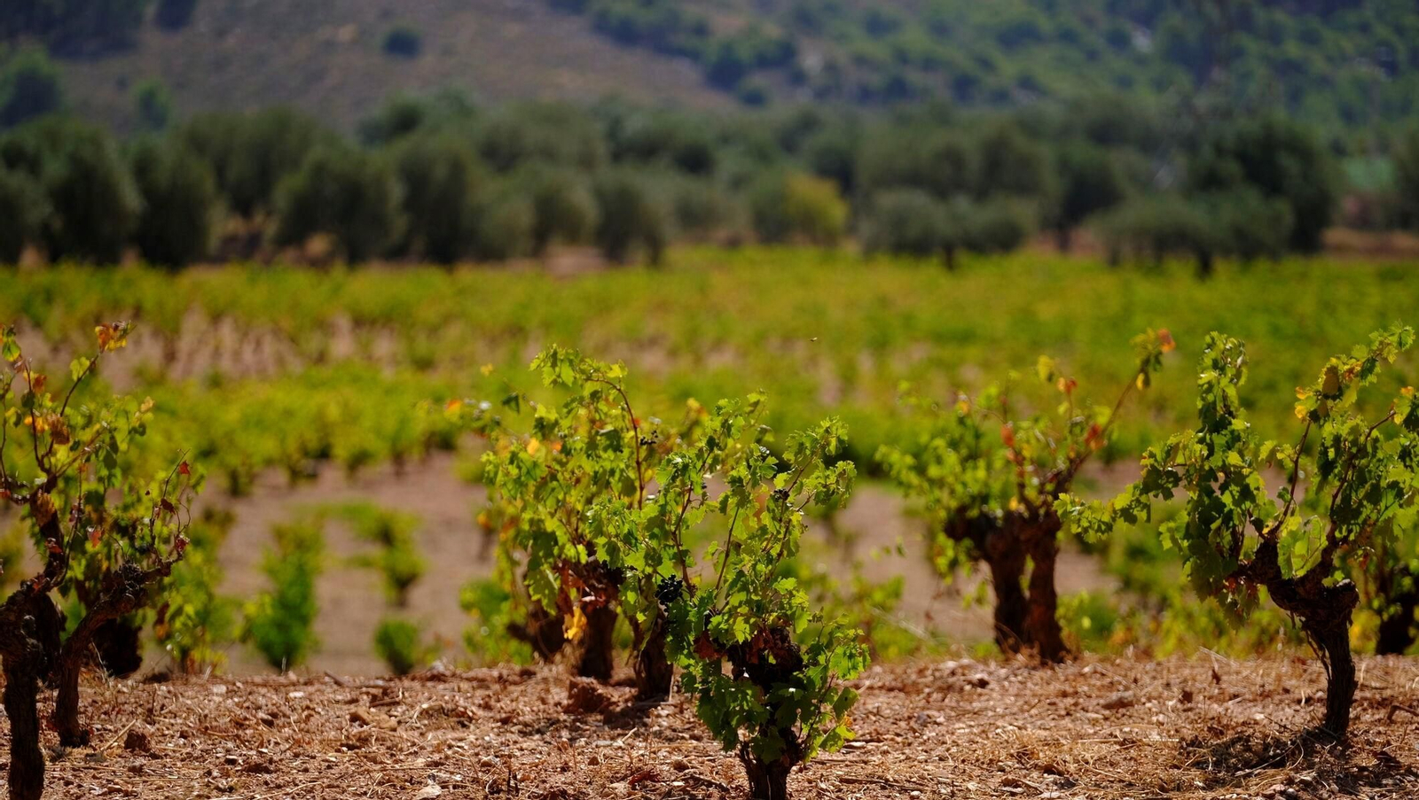 Viñas en Laujar de Andarax.