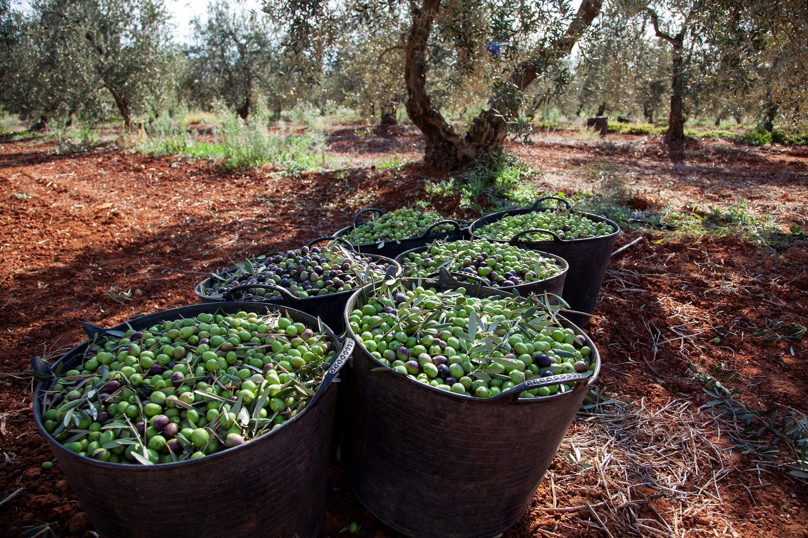 Aceitunas en el campo recién recogidas.