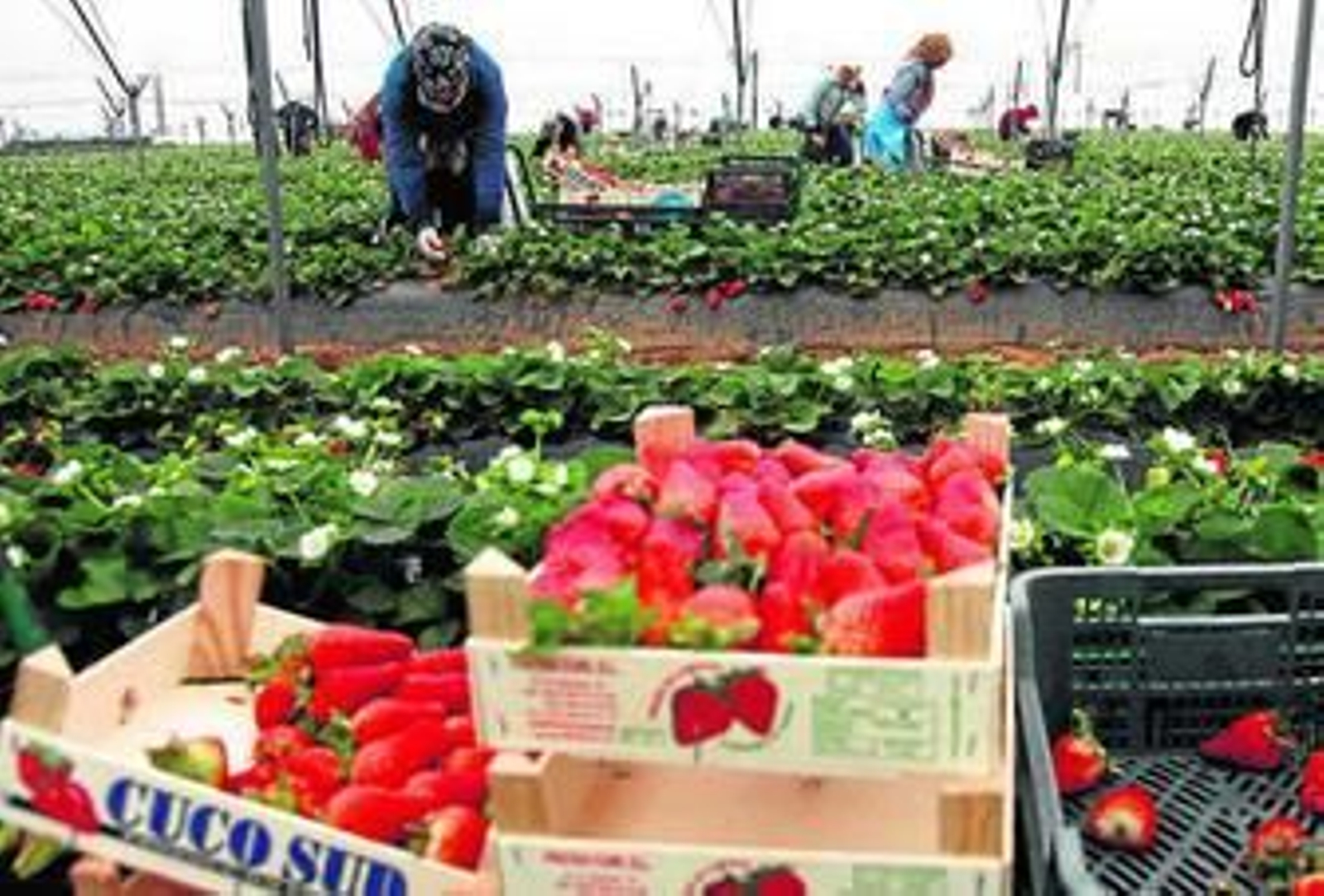 Varias temporeras realizan labores de recolección en una plantación de fresas.