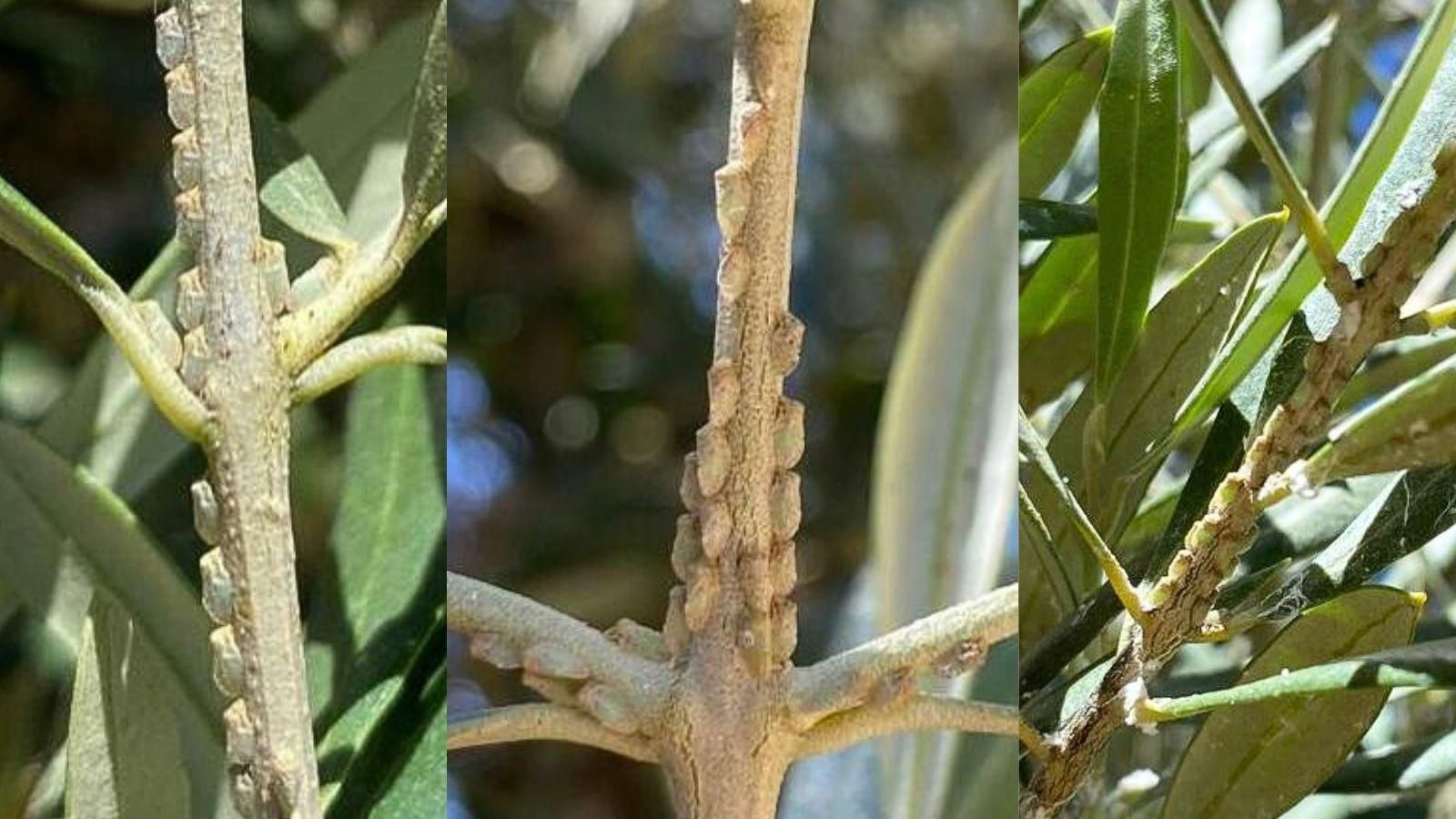 Adultos de algodoncillo en el olivar de Jaén.