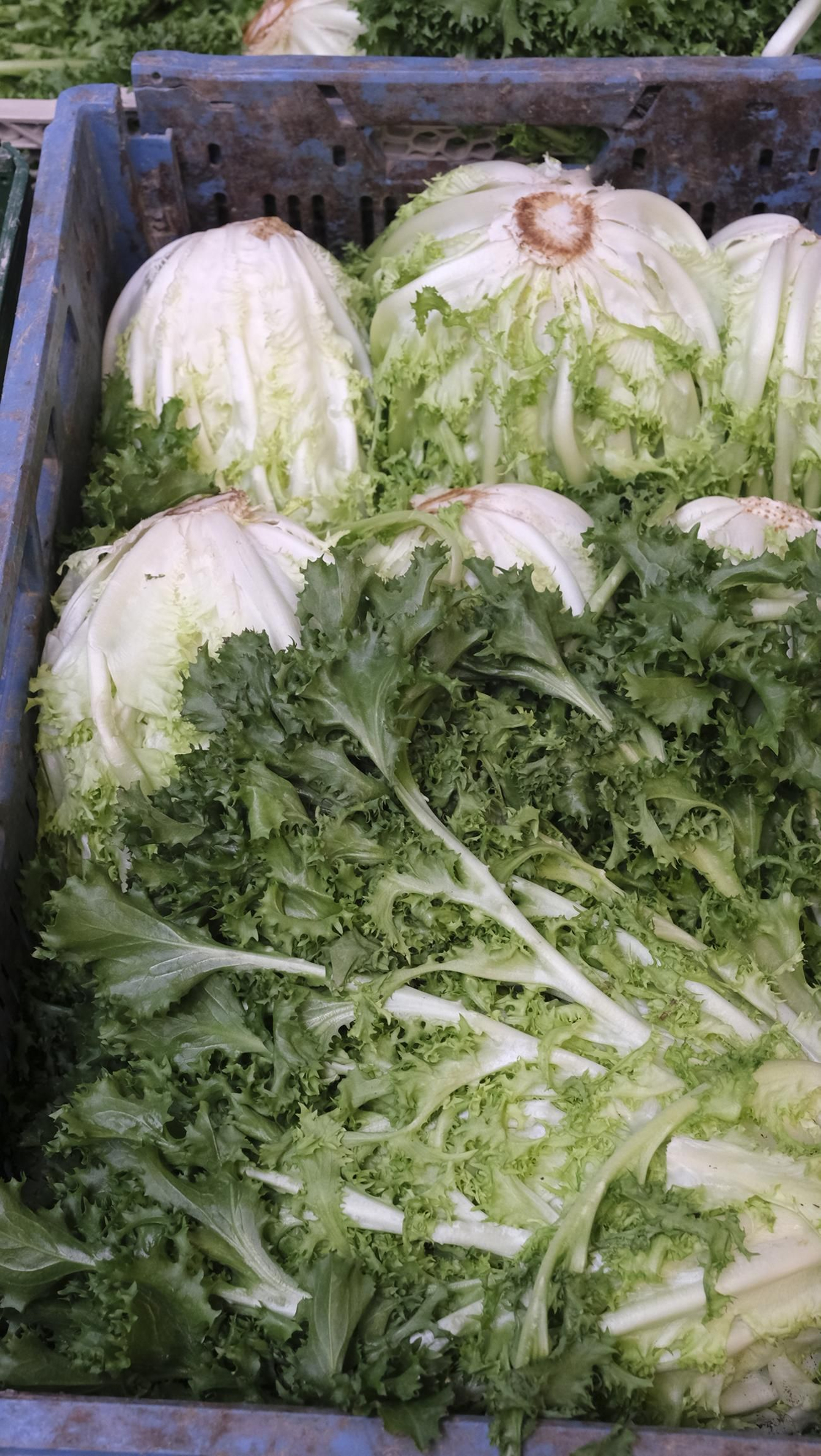 Desde Cuevas del Almanzora para el resto del mundo, las mejores escarolas con Cuadraspania, en imágenes