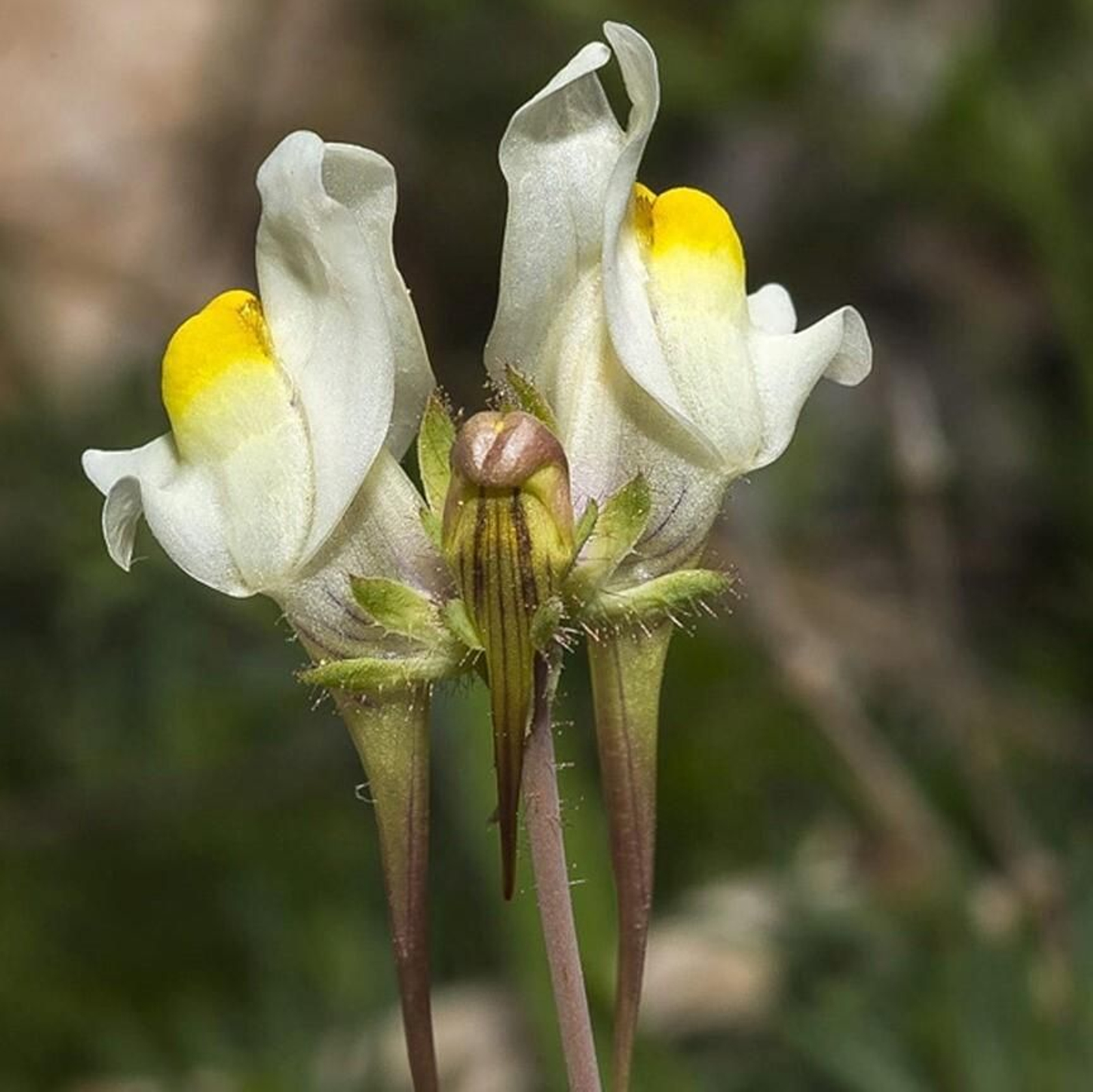 Imagen de la especie 'Linaria subbaetica'.