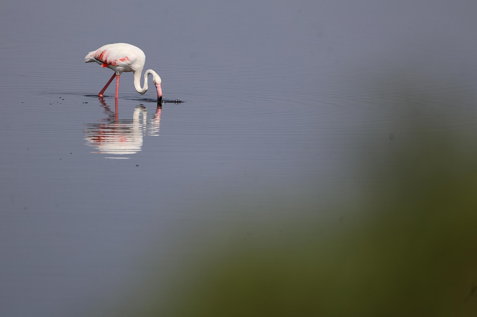 Imágenes de Marismas del Odiel, un Paraje Natural en la confluencia de las desembocaduras de los ríos Tinto y Odiel
