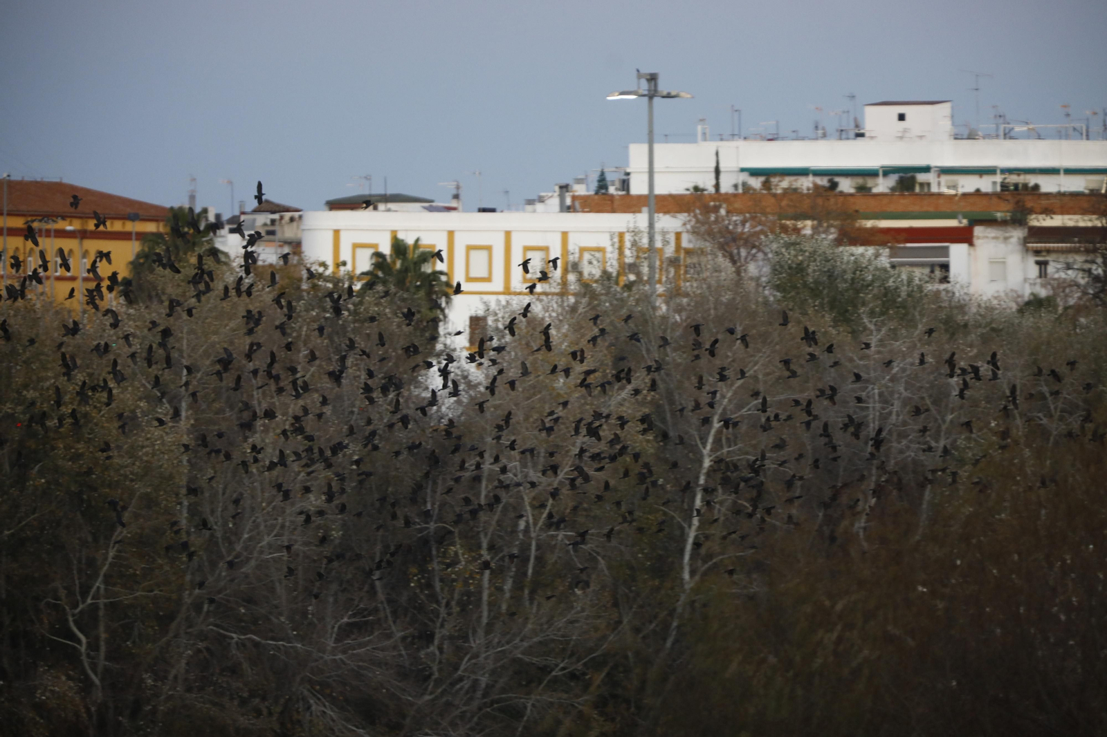 Las aves que habitan en Los Sotos de la Albolafia de Córdoba, en fotografías