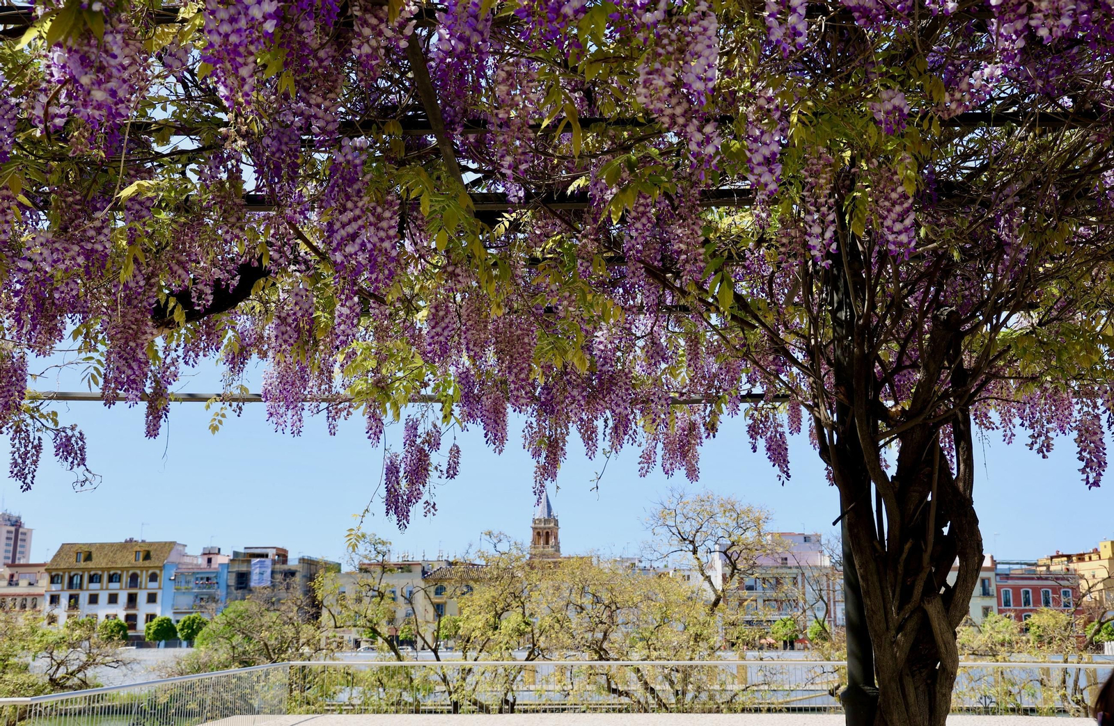 La belleza de las glicinias del Paseo de Cristóbal Colón