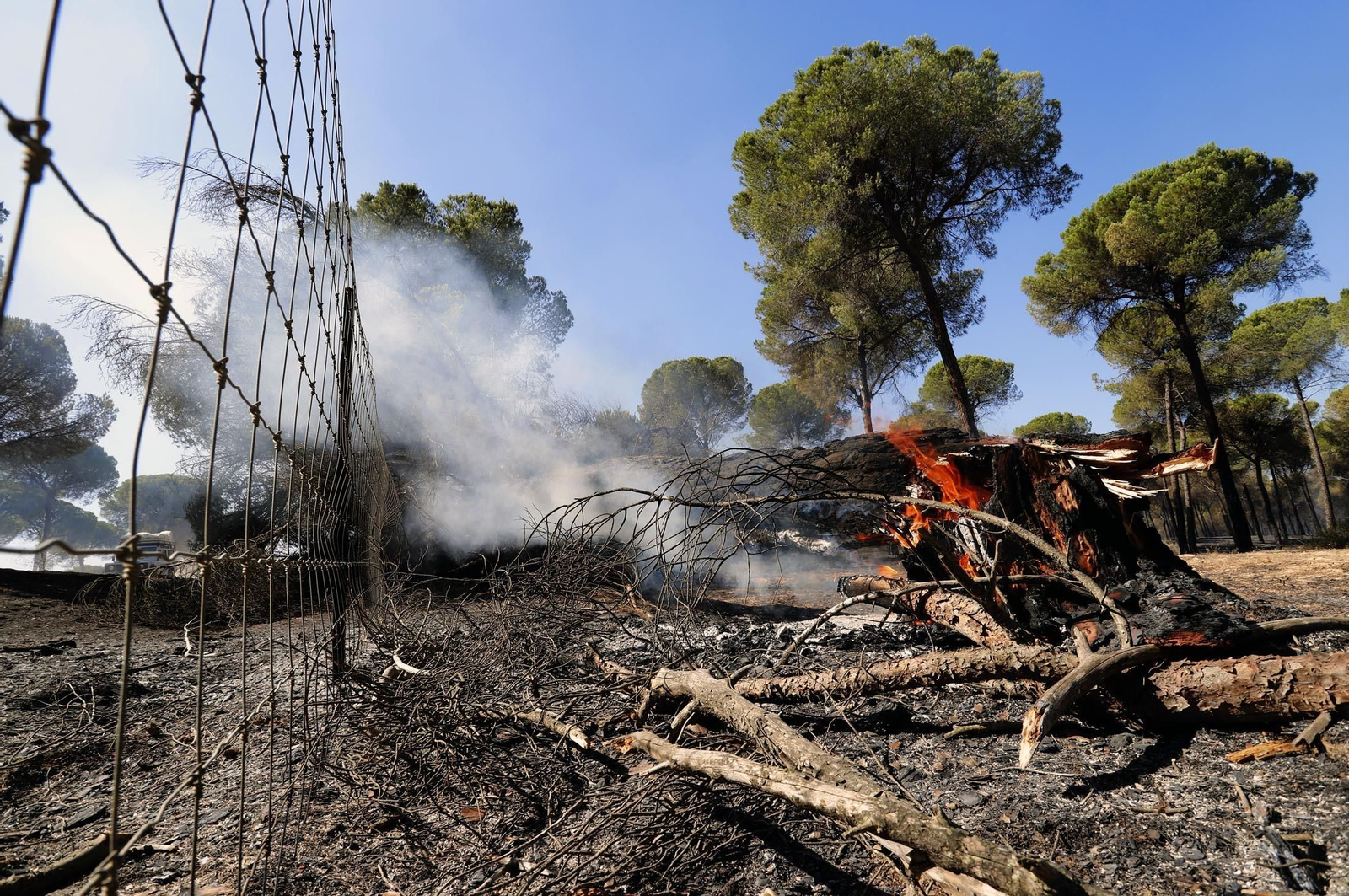Imágenes de las zonas afectadas por los incendios de Almonte y Bonares