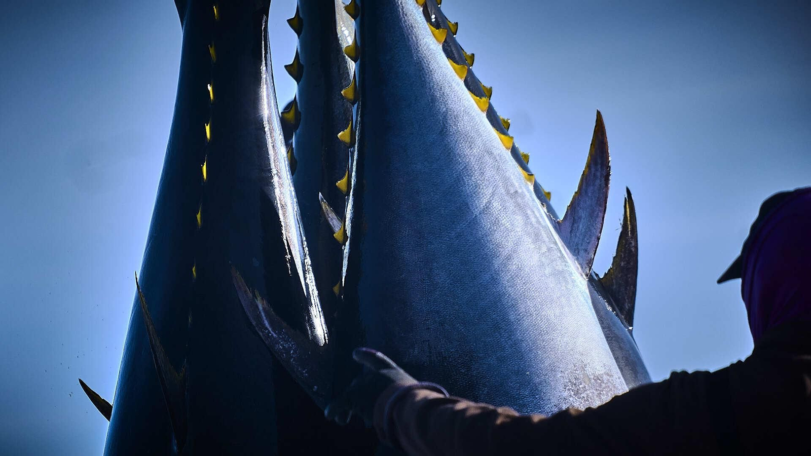 Izado de atunes a la embarcación de transporte