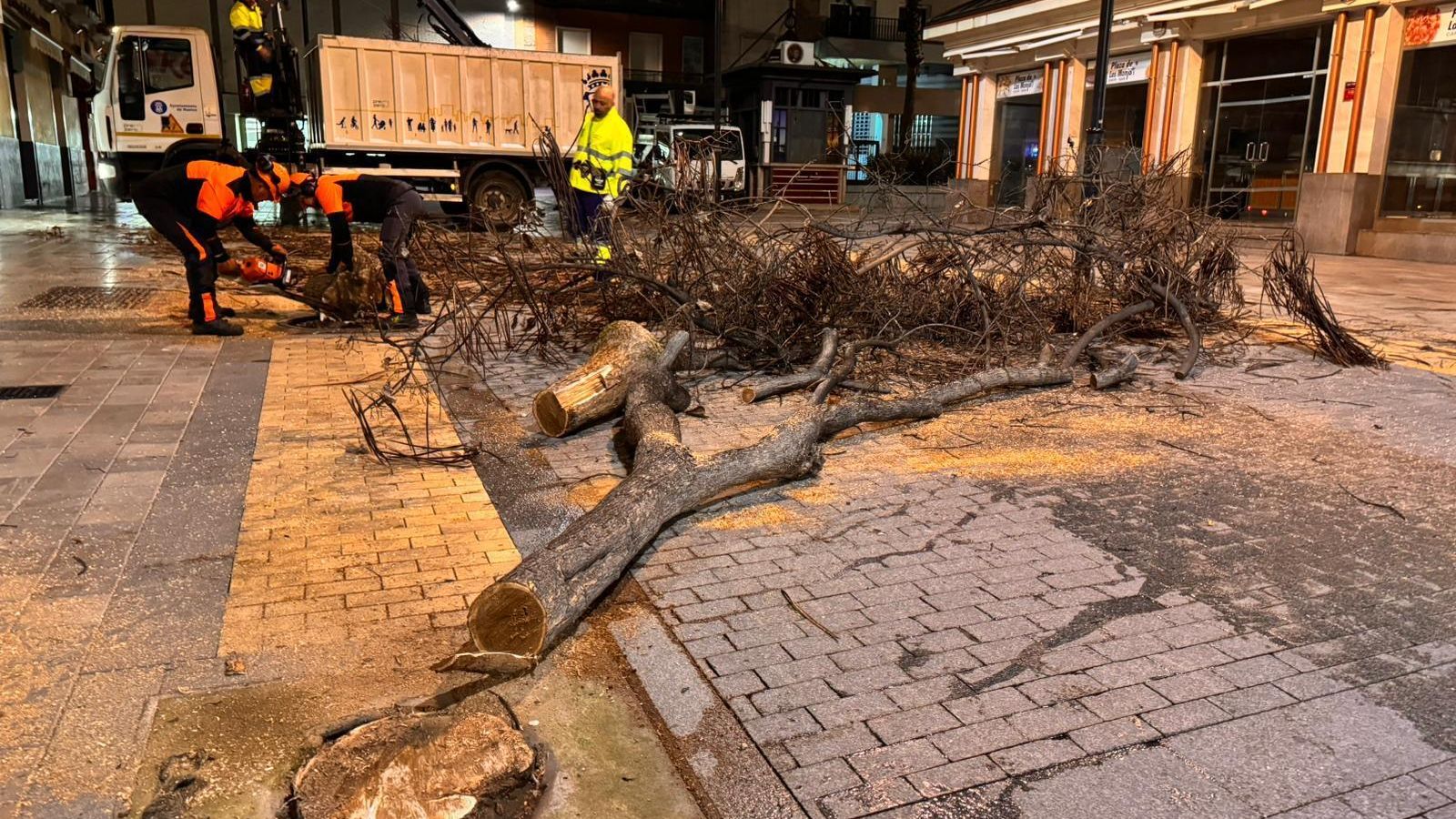 Retirada de árboles del centro de Huelva