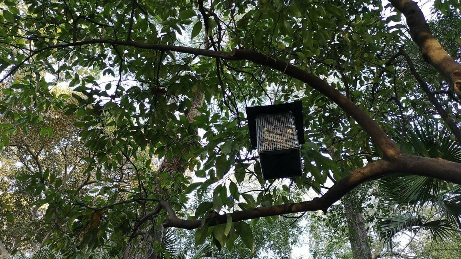 Comederos para aves insectívoras.