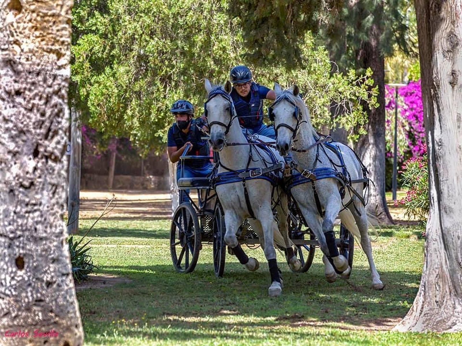 Las categorías de la prueba serán Ponis, Limoneras, Troncos y Cuartas.