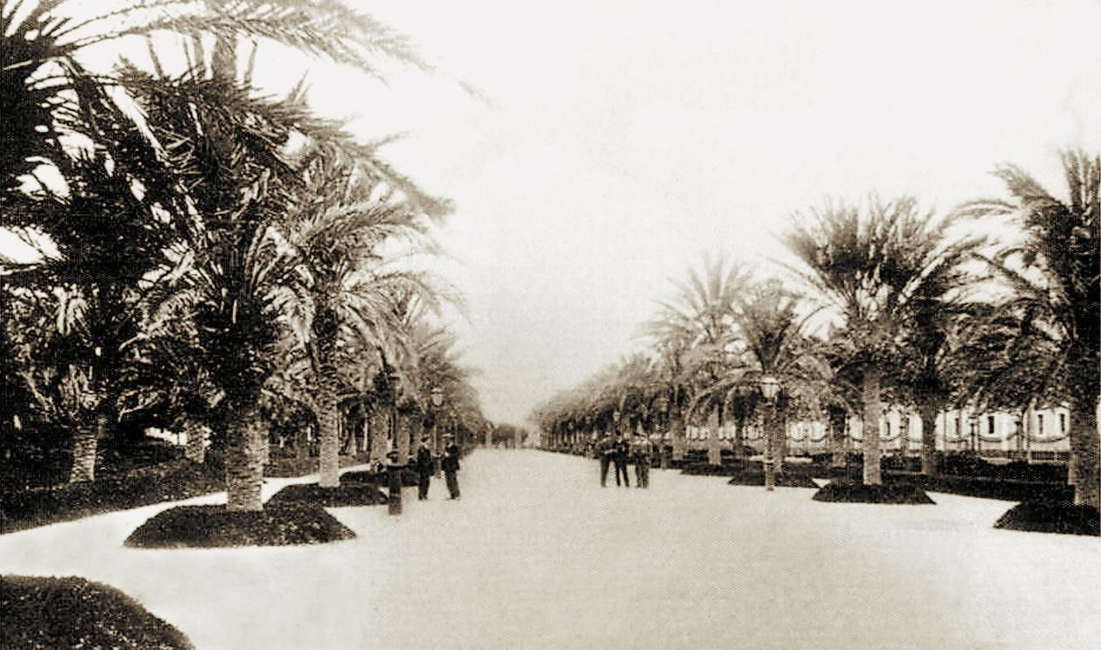Paseo de palmeras del parque Genovés