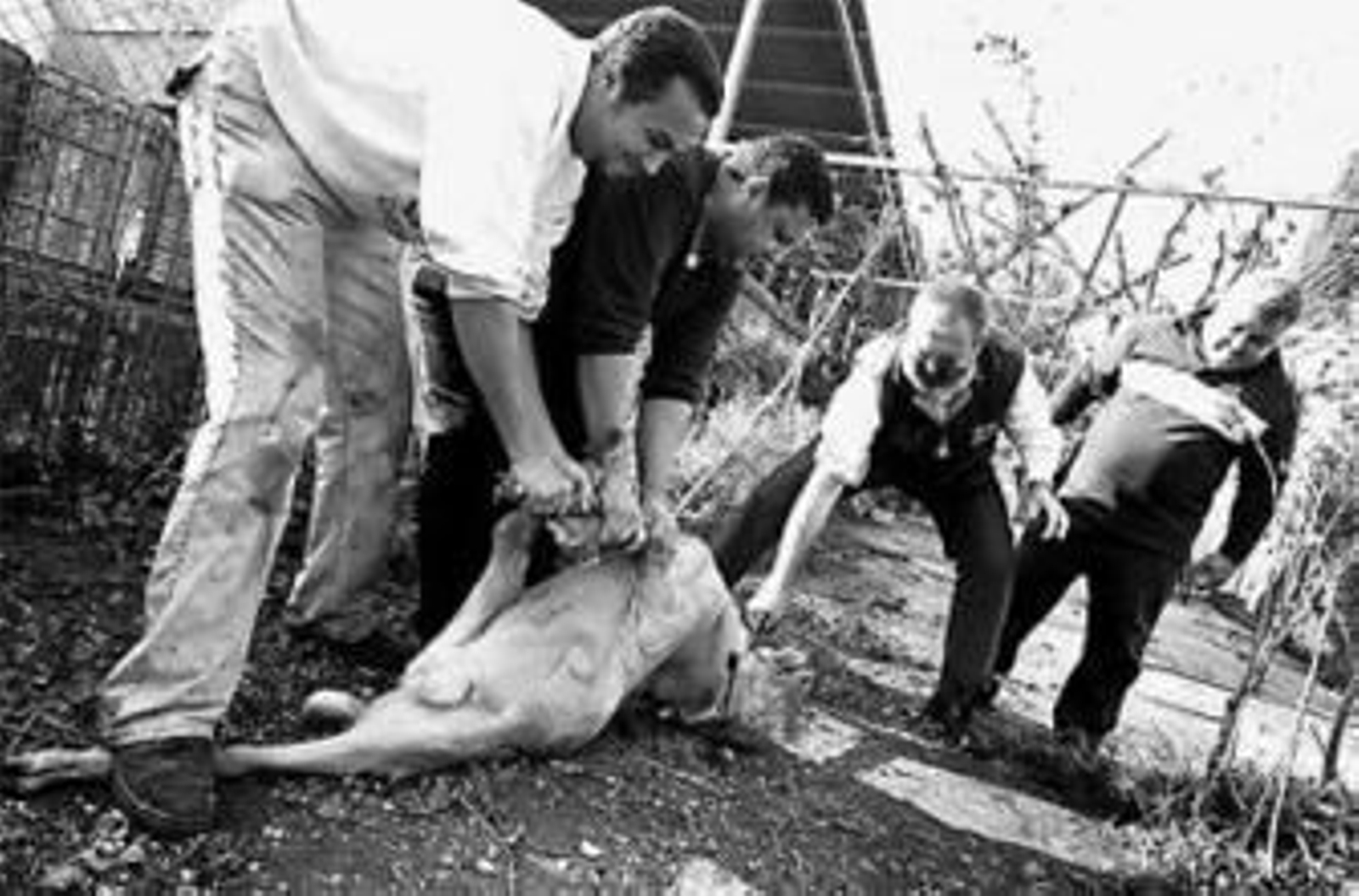 1. Los hombres de la casa matan