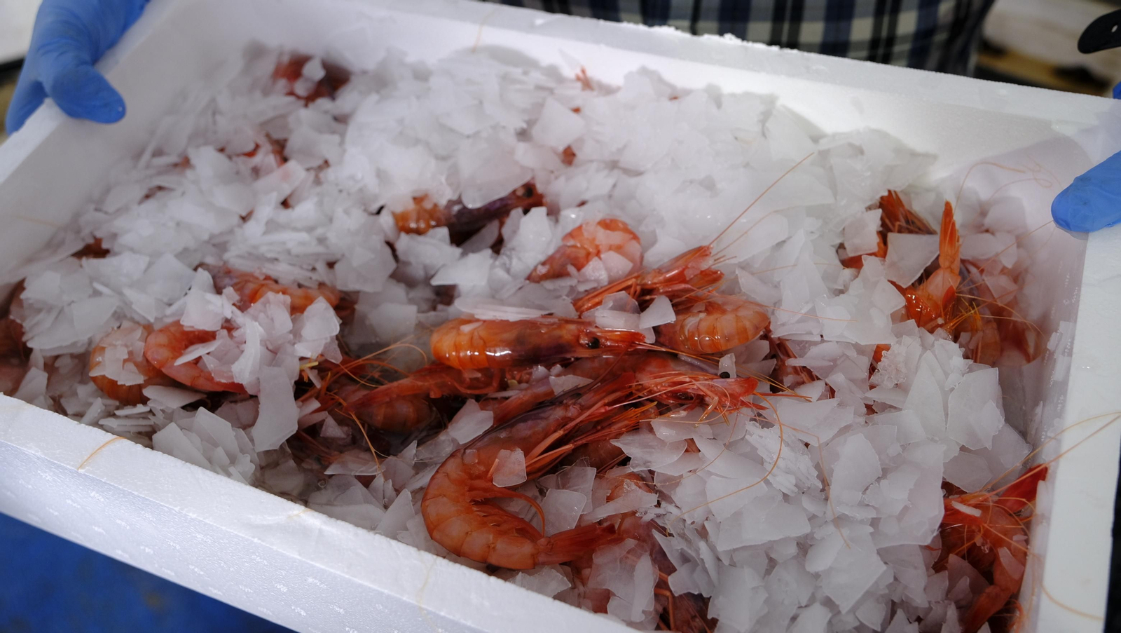 Imágenes de la Feria de la Gamba Roja de Garrucha