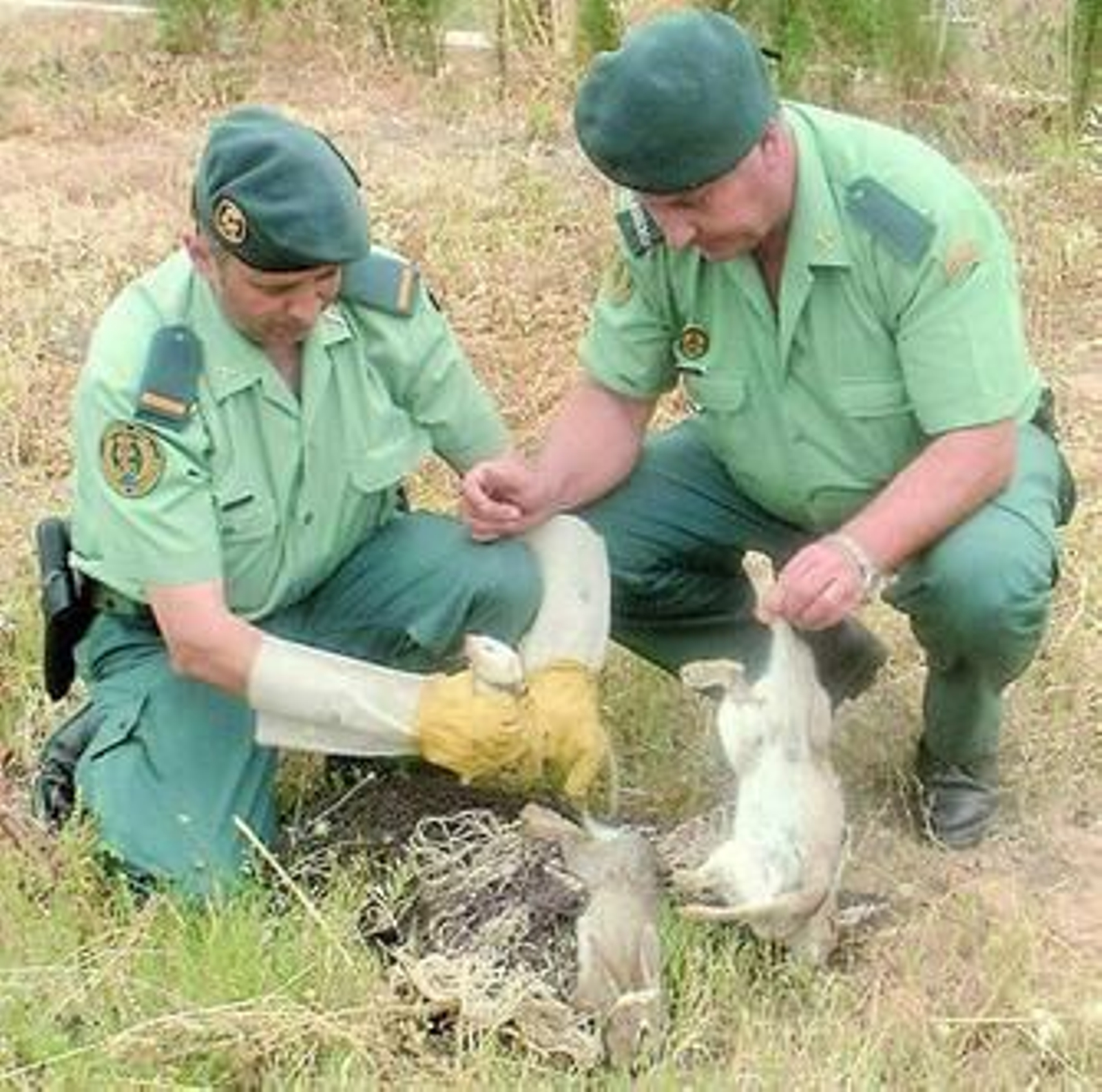 Agentes del Seprona con el hurón intervenido y varias presas.